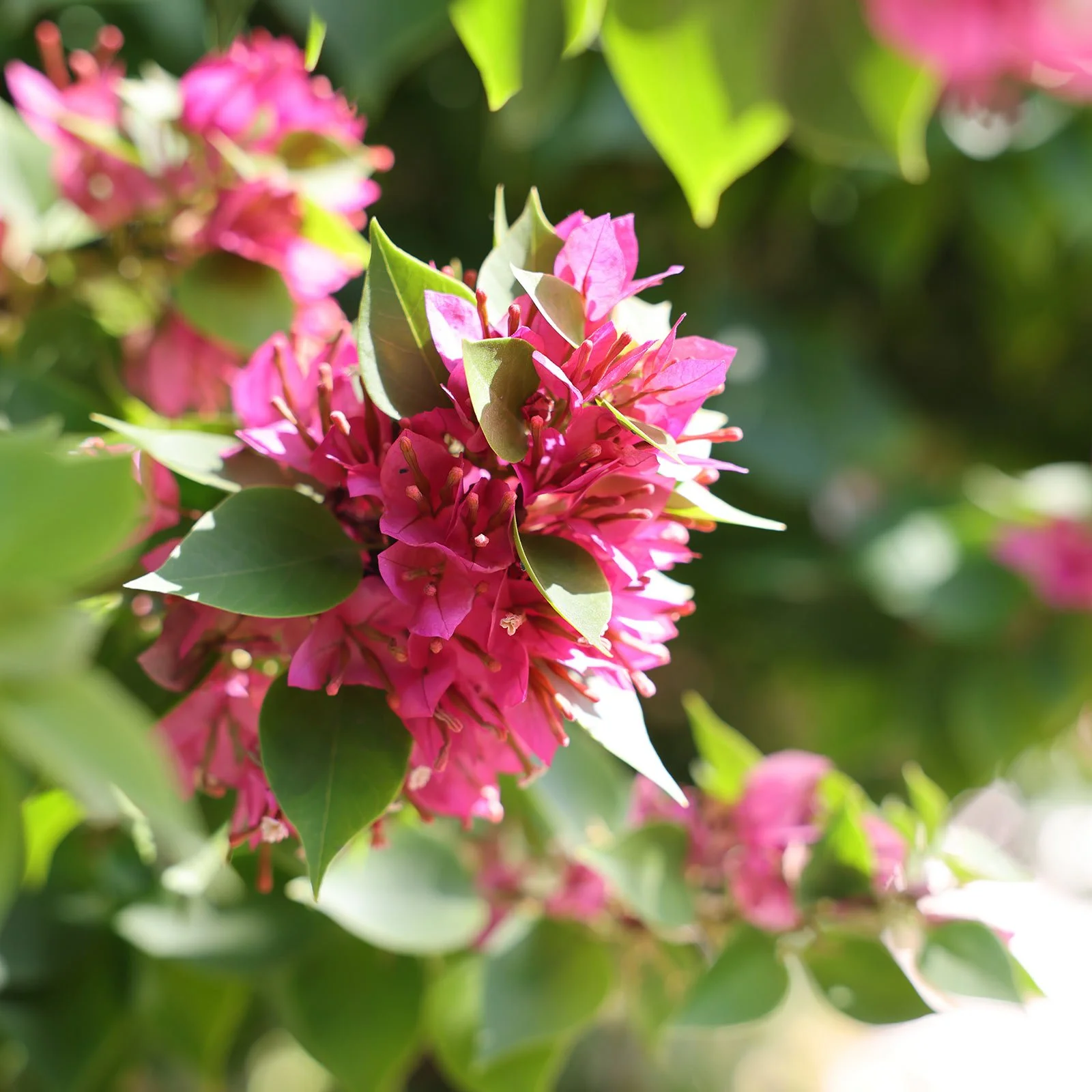 Bougainvillea i Aten