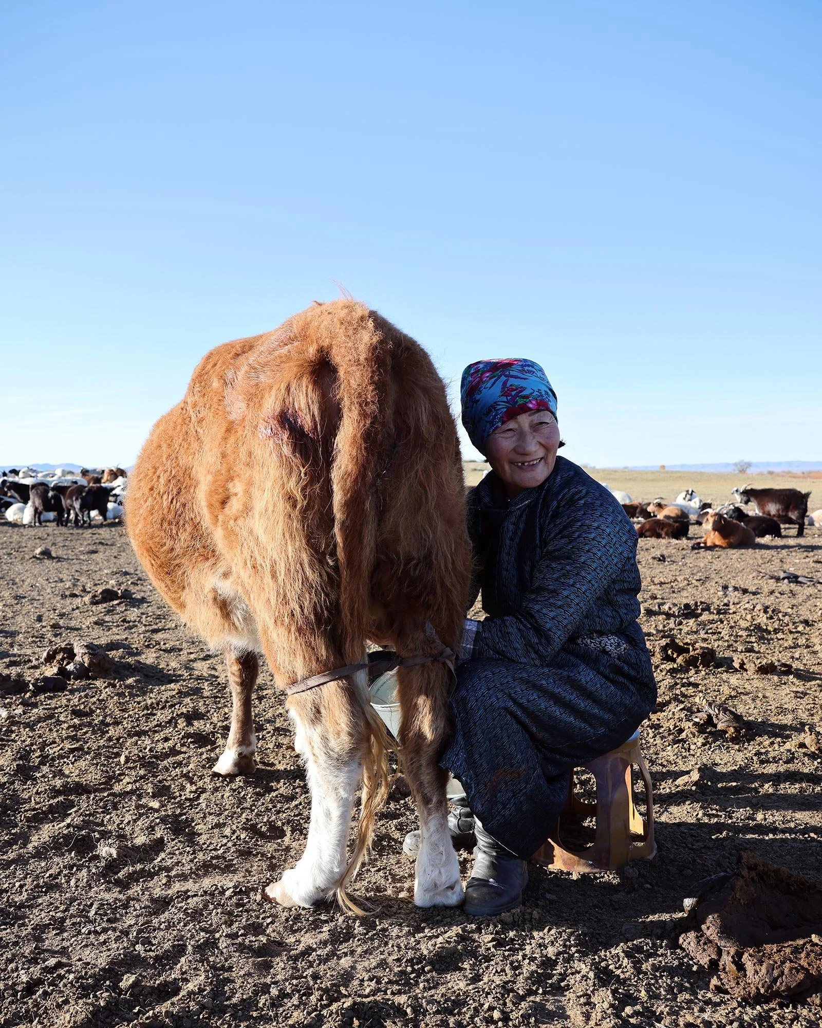 En mongolisk kvinna som mjölkar en ko tidigt på morgonen ute på stäppen i Mongoliet