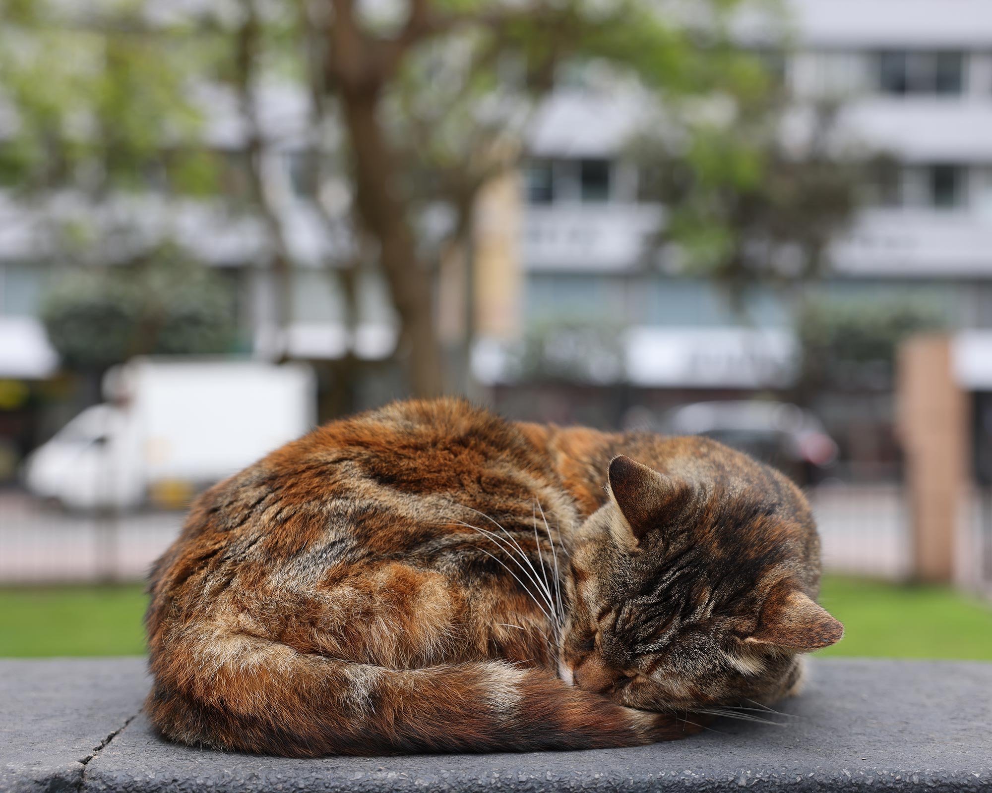 En brunrandig, fluffig katt som vilar i parken Parque Kennedy i Lima, Peru
