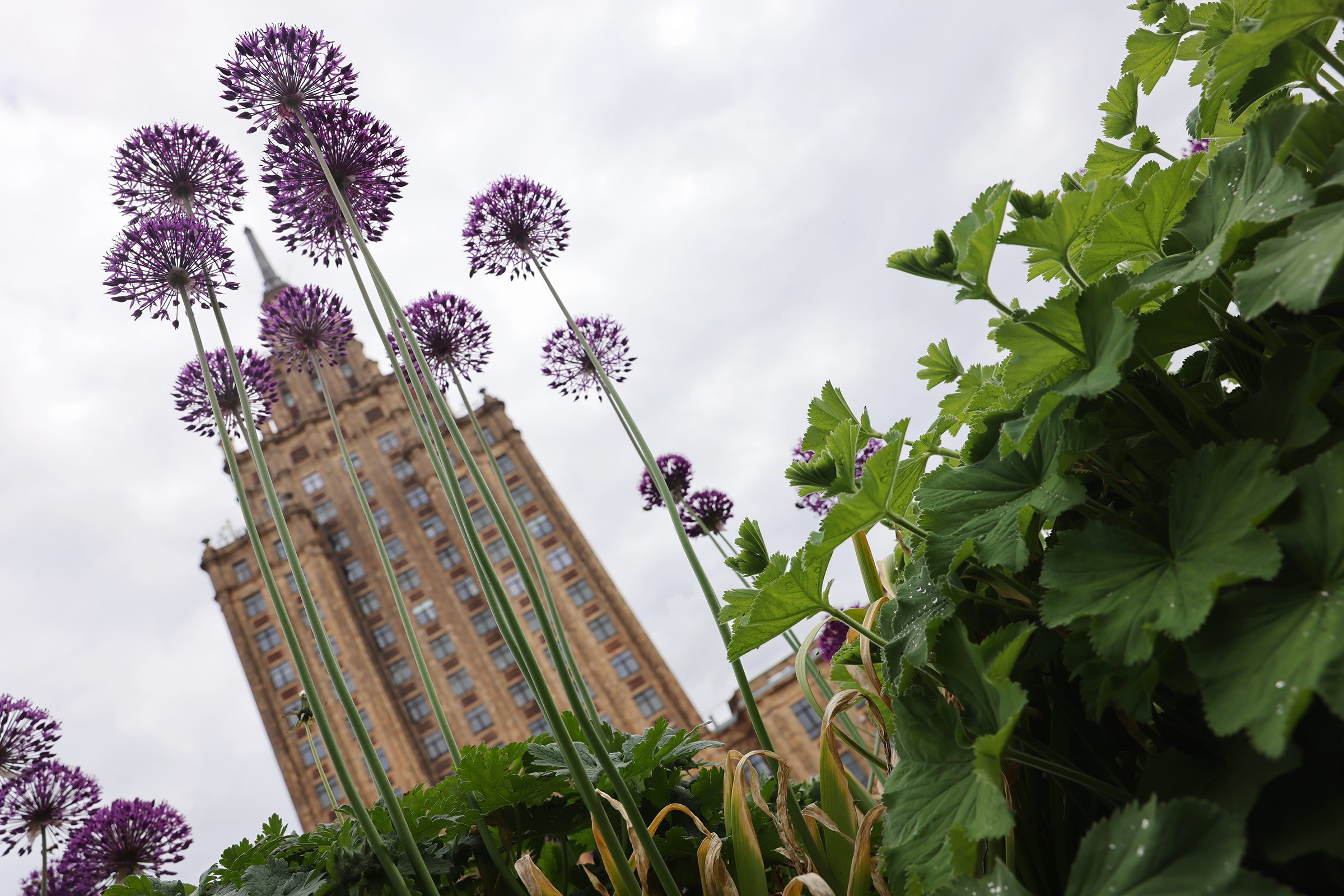 Lettlands vetenskapsakademi bakom grönska och prydnadslökar, Riga, Lettland