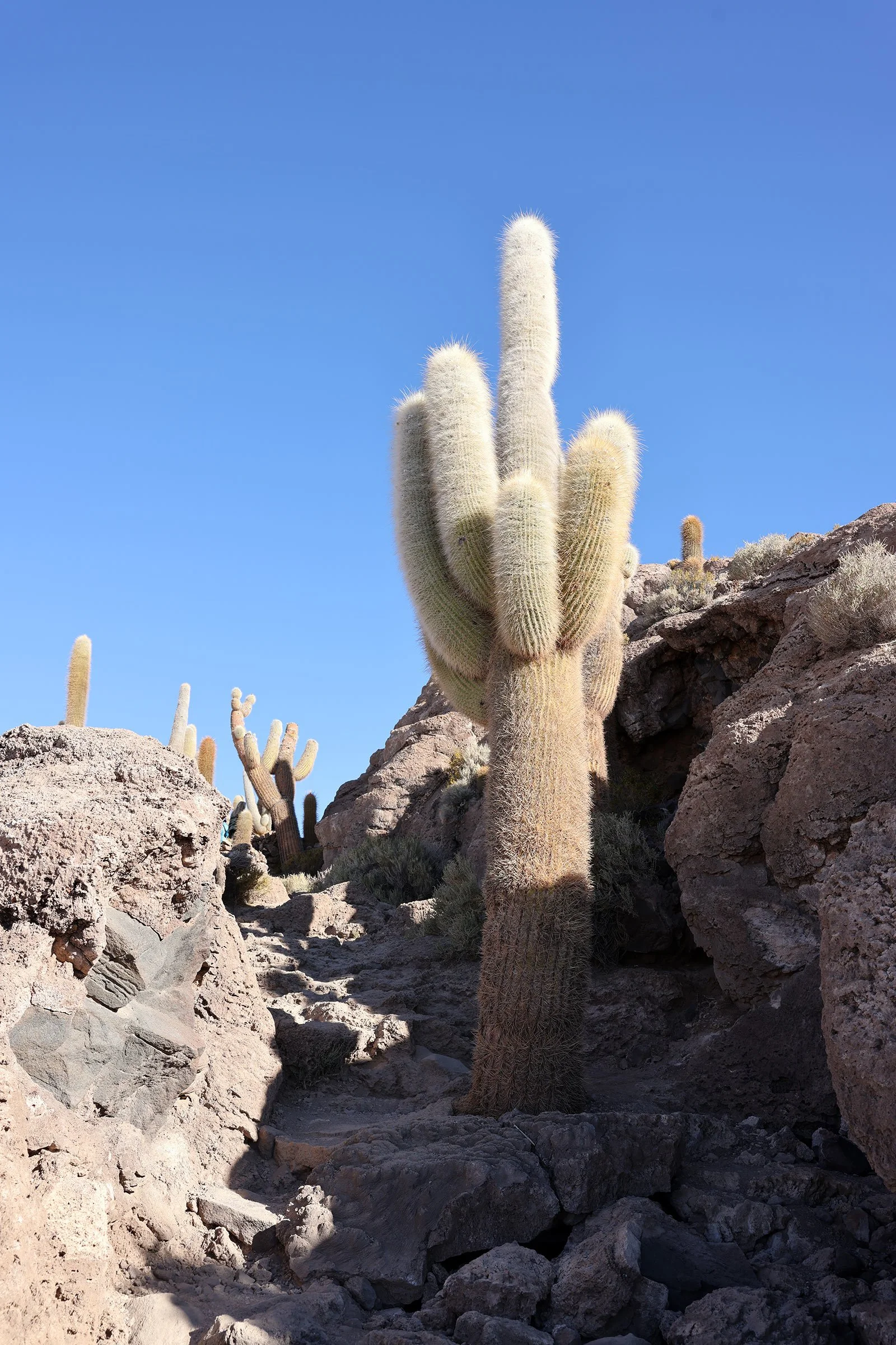 Isla Incahuasi, en ö med kaktusar mitt i Salar de Uyuni