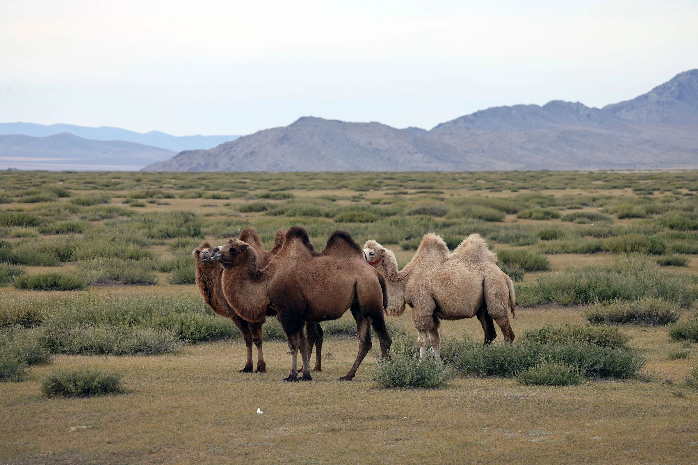 Tre kameler som betar ute på stäppen i Mongoliet