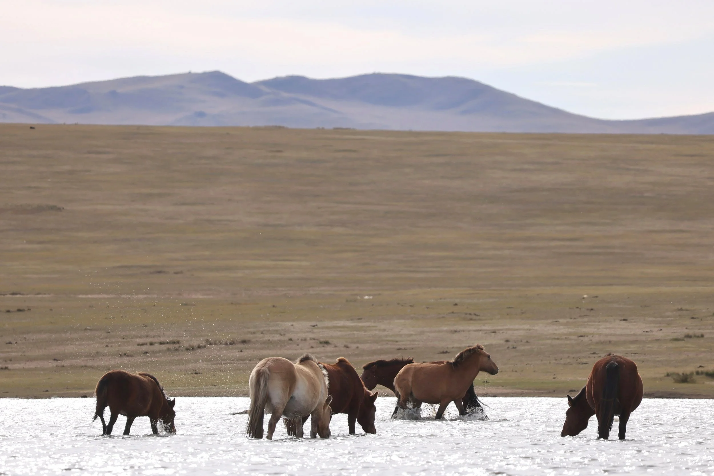 Vildhästar i ett vattendrag med Mongoliets vidder i bakgrunden
