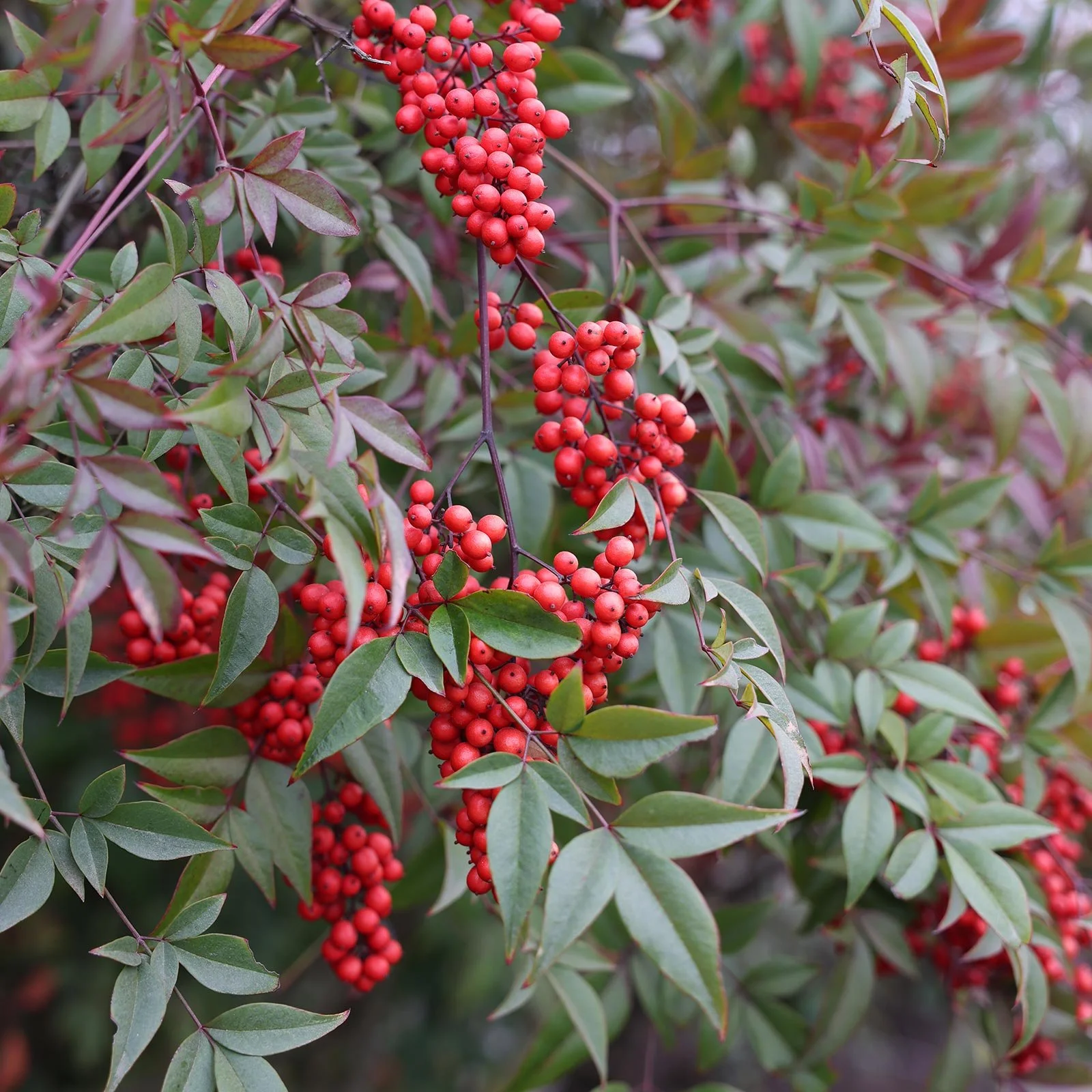 Nandina domestica