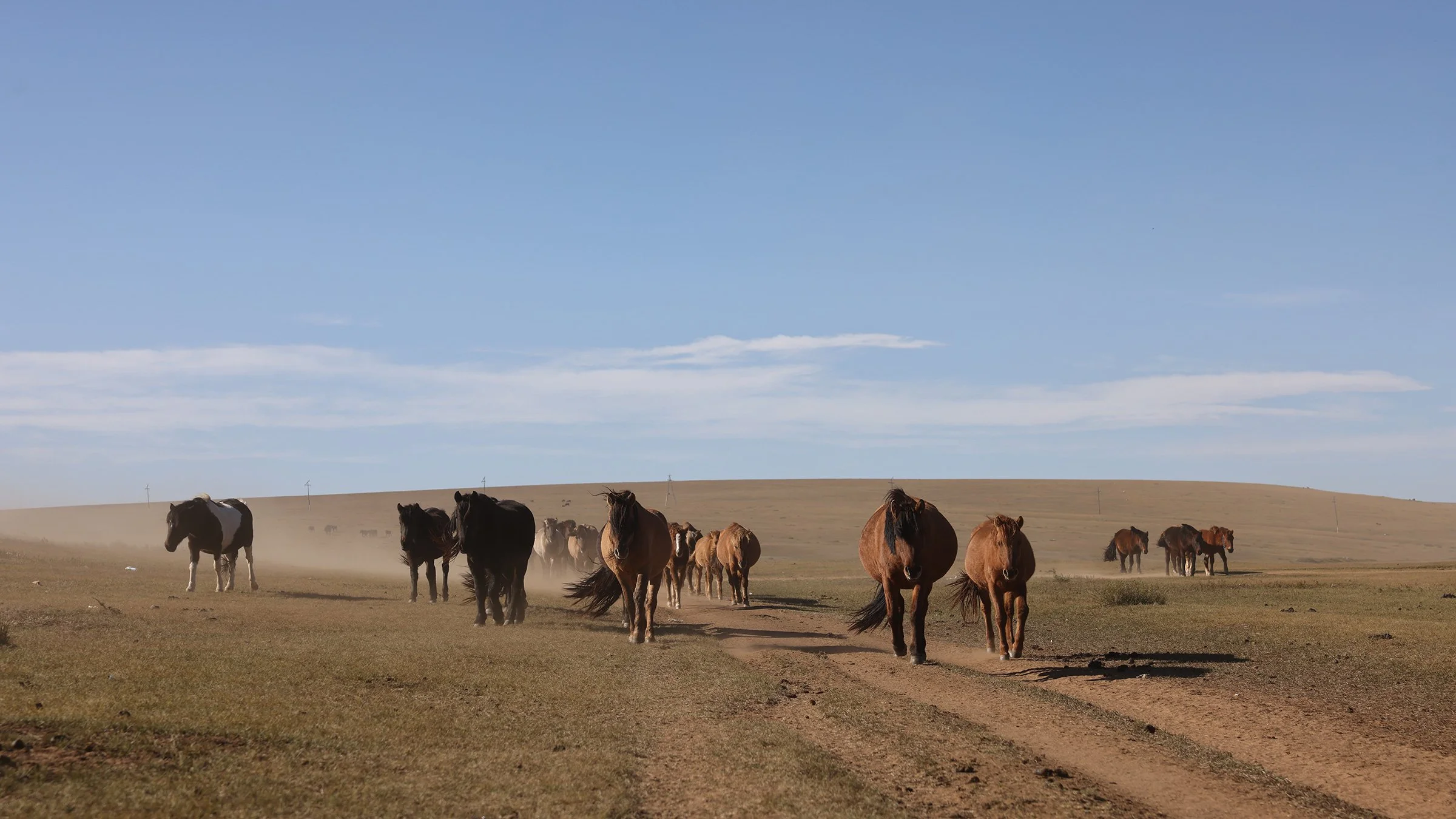Vildhästar ute på stäppen i Mongoliet