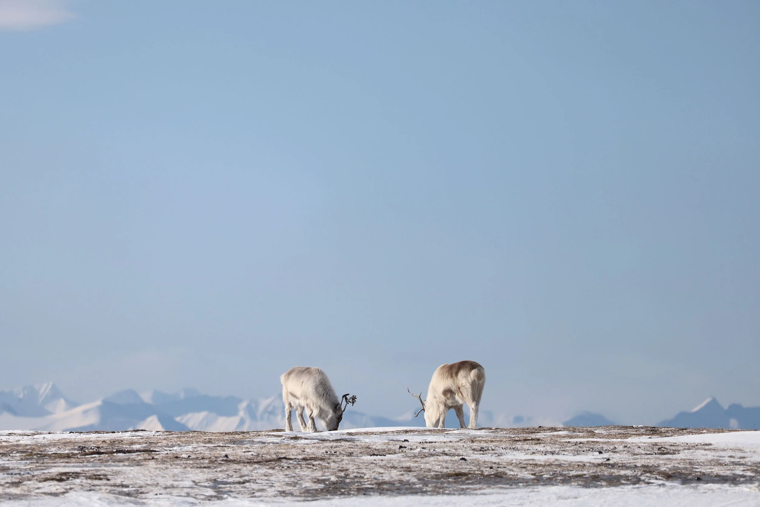 Svalbardsrenar som betar på ett snöigt Svalbard