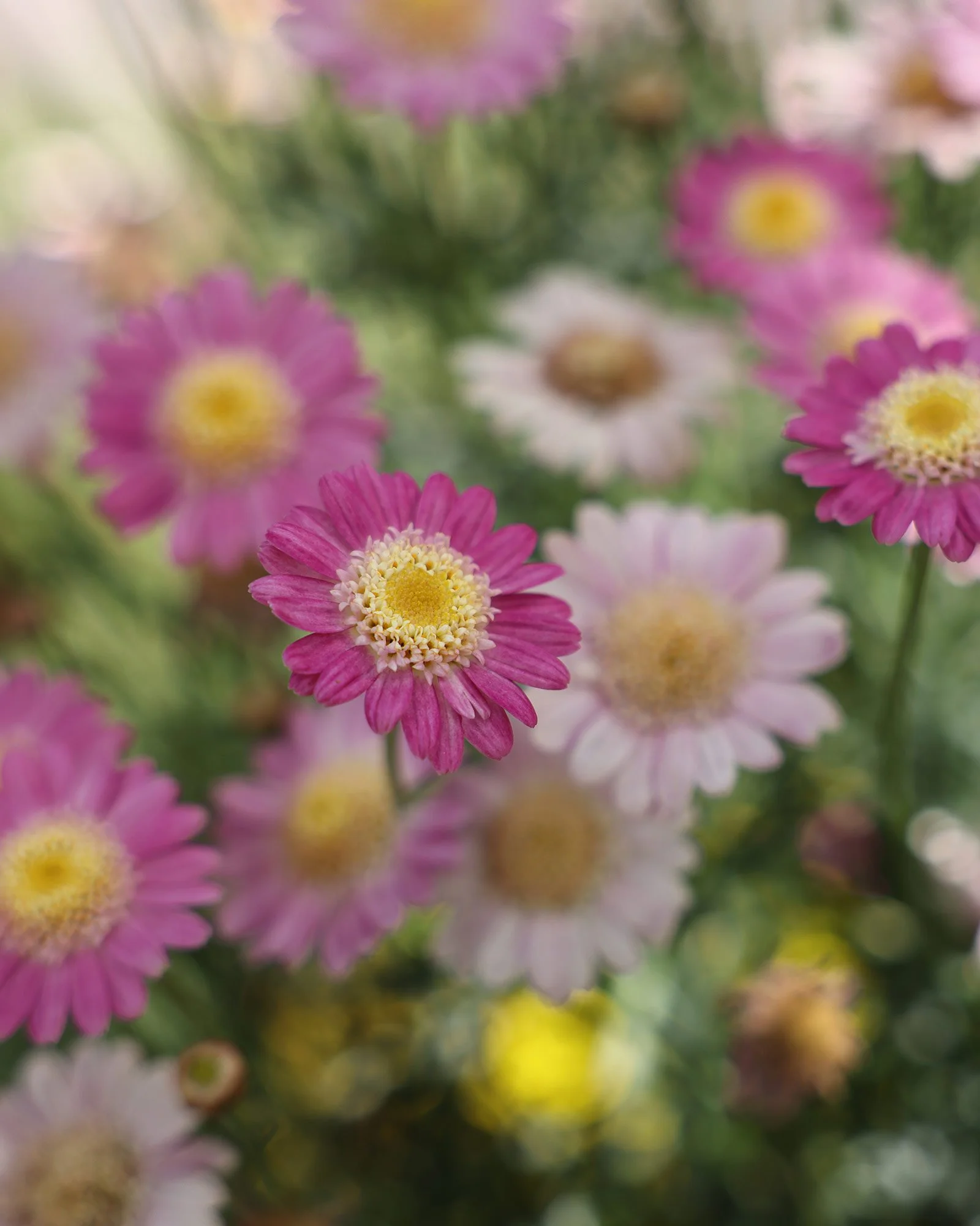 Rosa tusenskönor, Bellis perennis