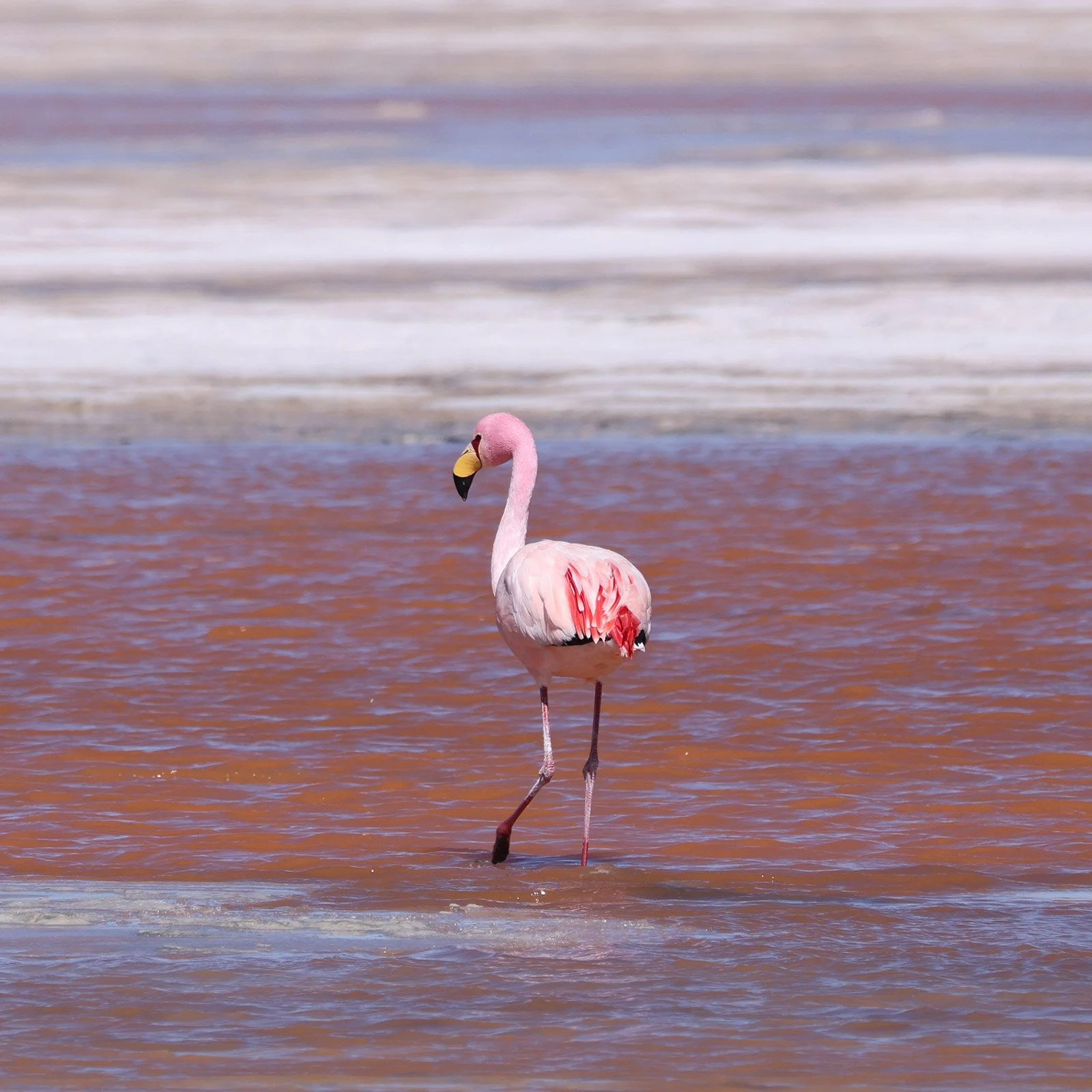 Flamingo i Laguna Colorada, Reserva Nacional de Fauna Andina Eduardo Avaroa, Bolivia