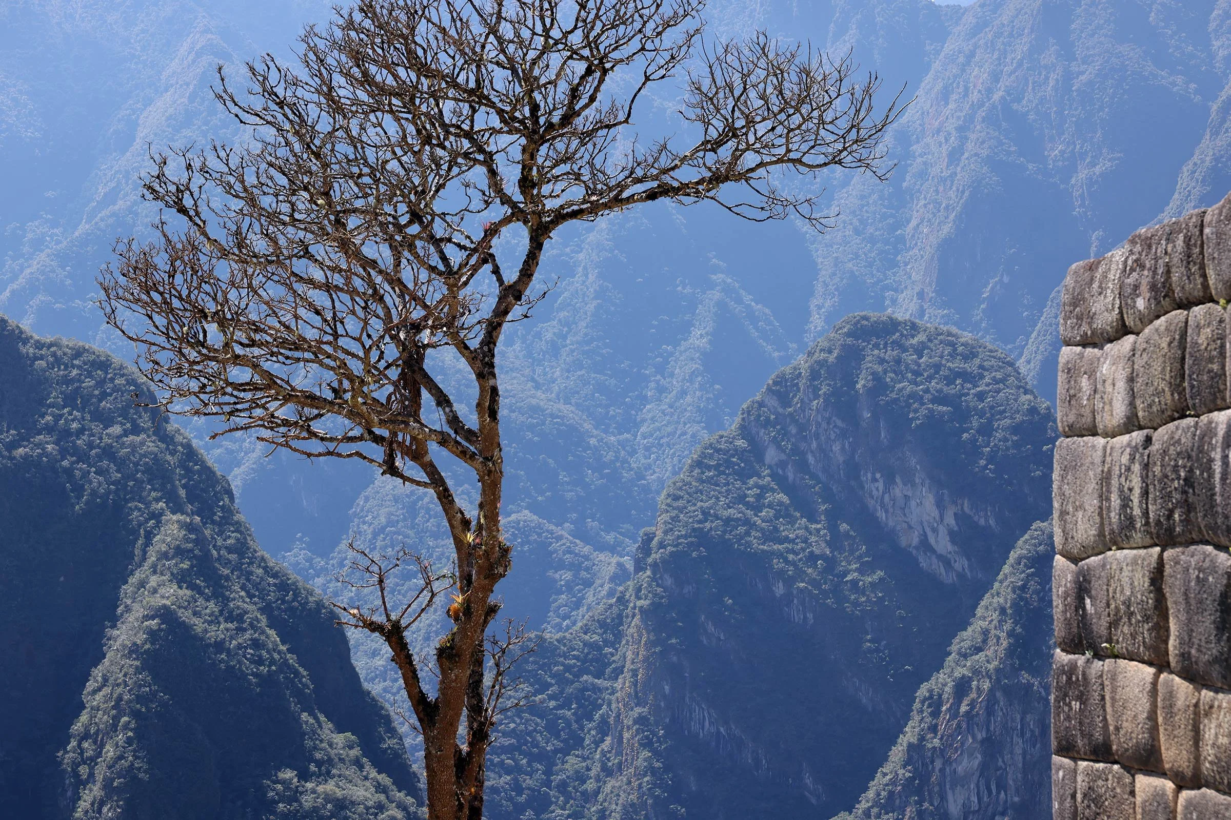 Ett ensamt träd med gröna berg i bakgrunden, Machu Picchu, Peru