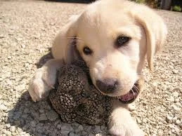 truffle dog.jpg