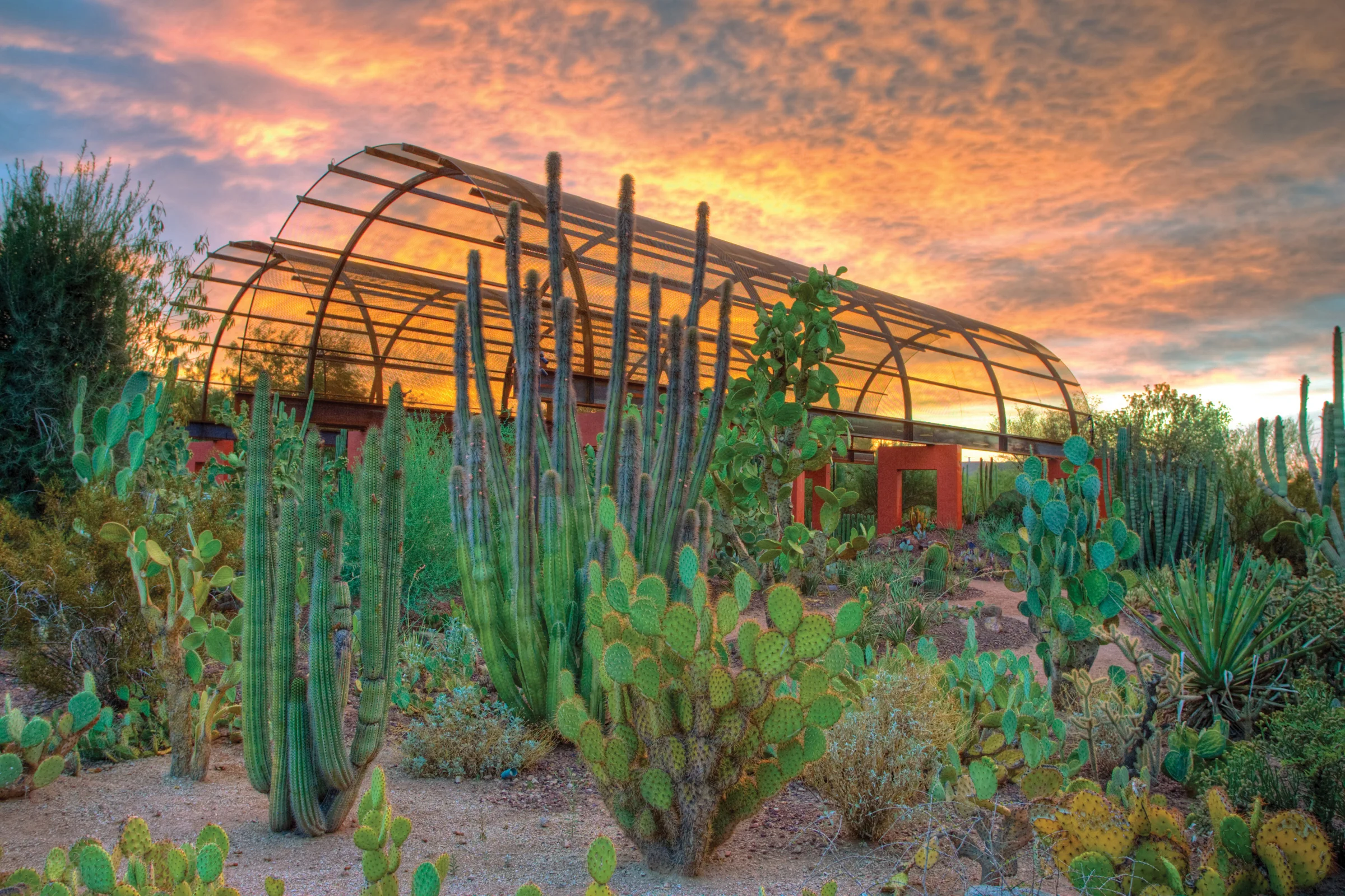DBG-Cactus-Gallery-1--5f06745b5056b3a_5f067a8a-5056-b3a8-49398221e0979971.jpg