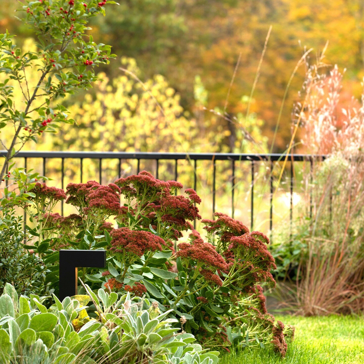 Simple railing and lighting allow the fall color to shine at this #westernmass residence. Project completed in 2021. 

#wolalandarch #landscapedesign #landscapearchitecture #landscape #thisislandscapearchitecture #fallfoliage #newengland #massachuset