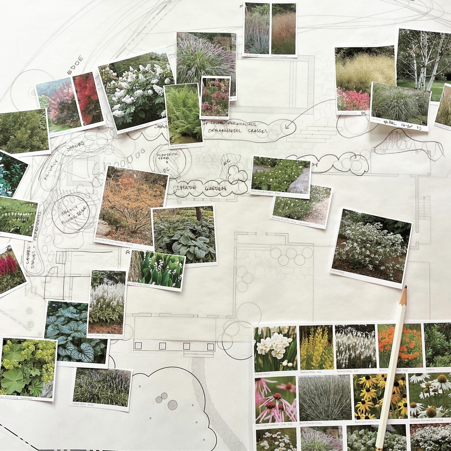 #plantingdesign always begins on trace paper!

#wolalandarch #landscapedesign #landscapearchitecture #landscape #thisislandscapearchitecture #plantingdesign #residentialplantingdesign #residentialgardendesign #gardendesign #nativeplants #wildflowers 