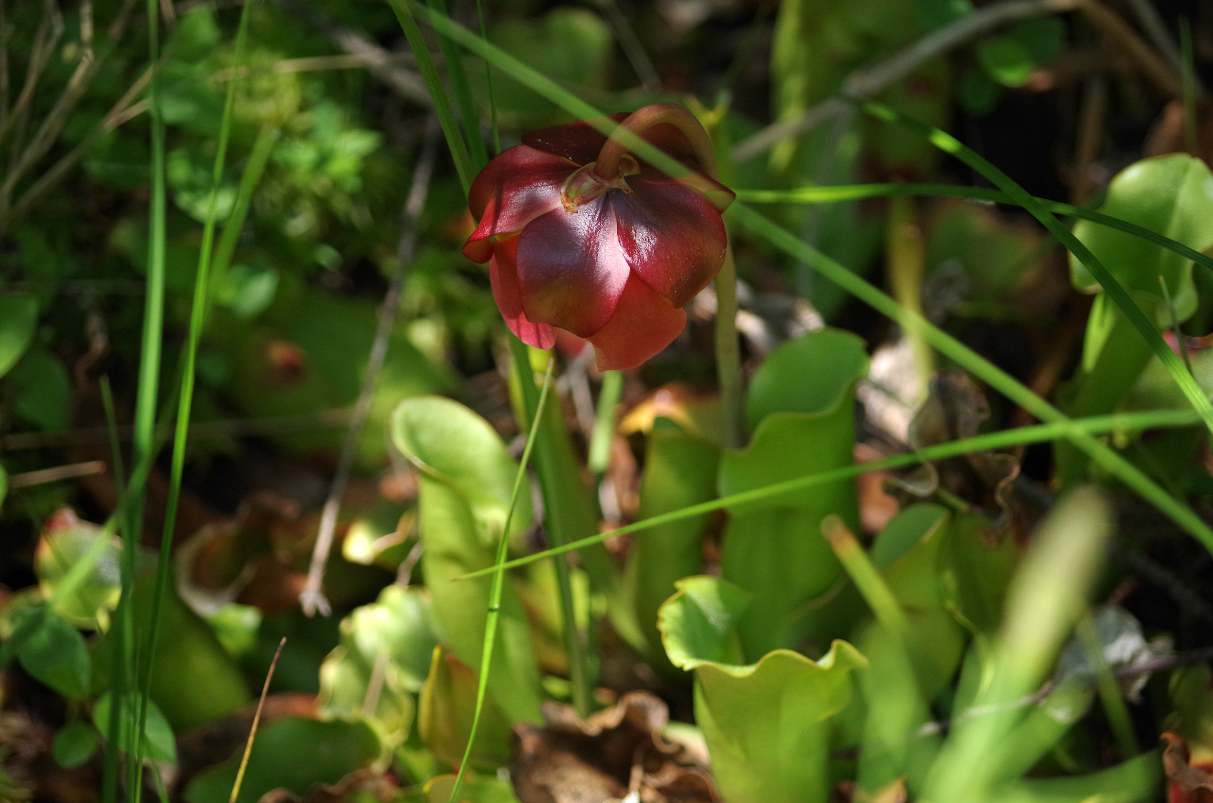 IMGP5525a.jpg