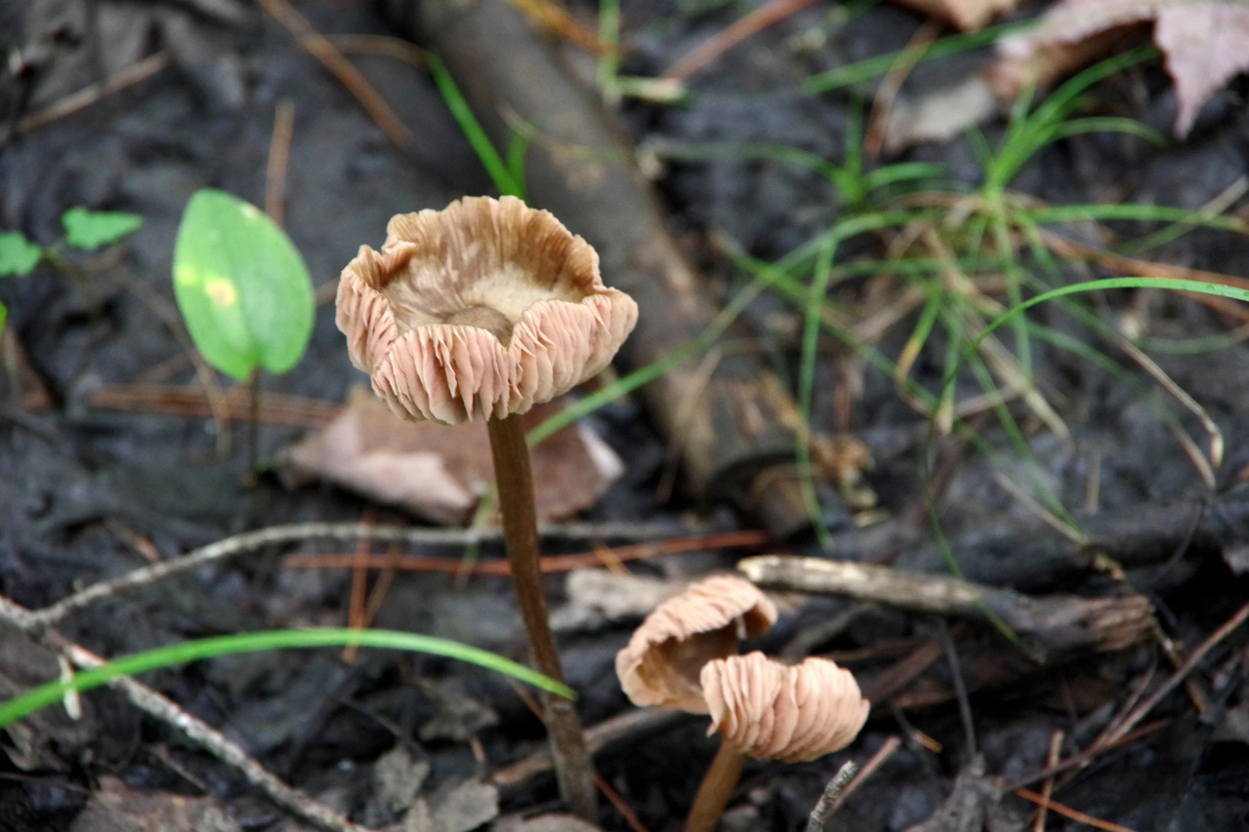 IMGP5822a.jpg