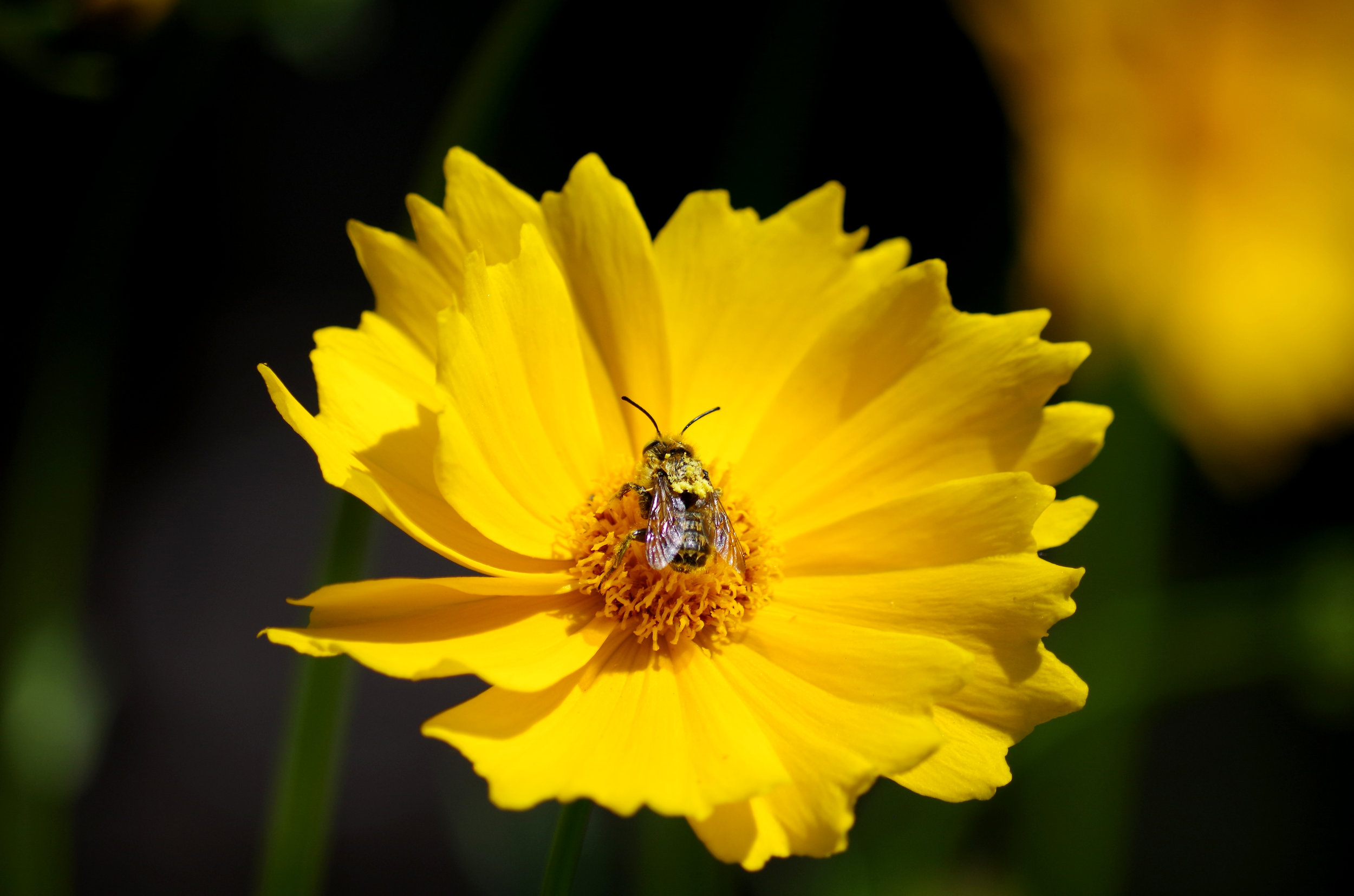 IMGP7763a.jpg