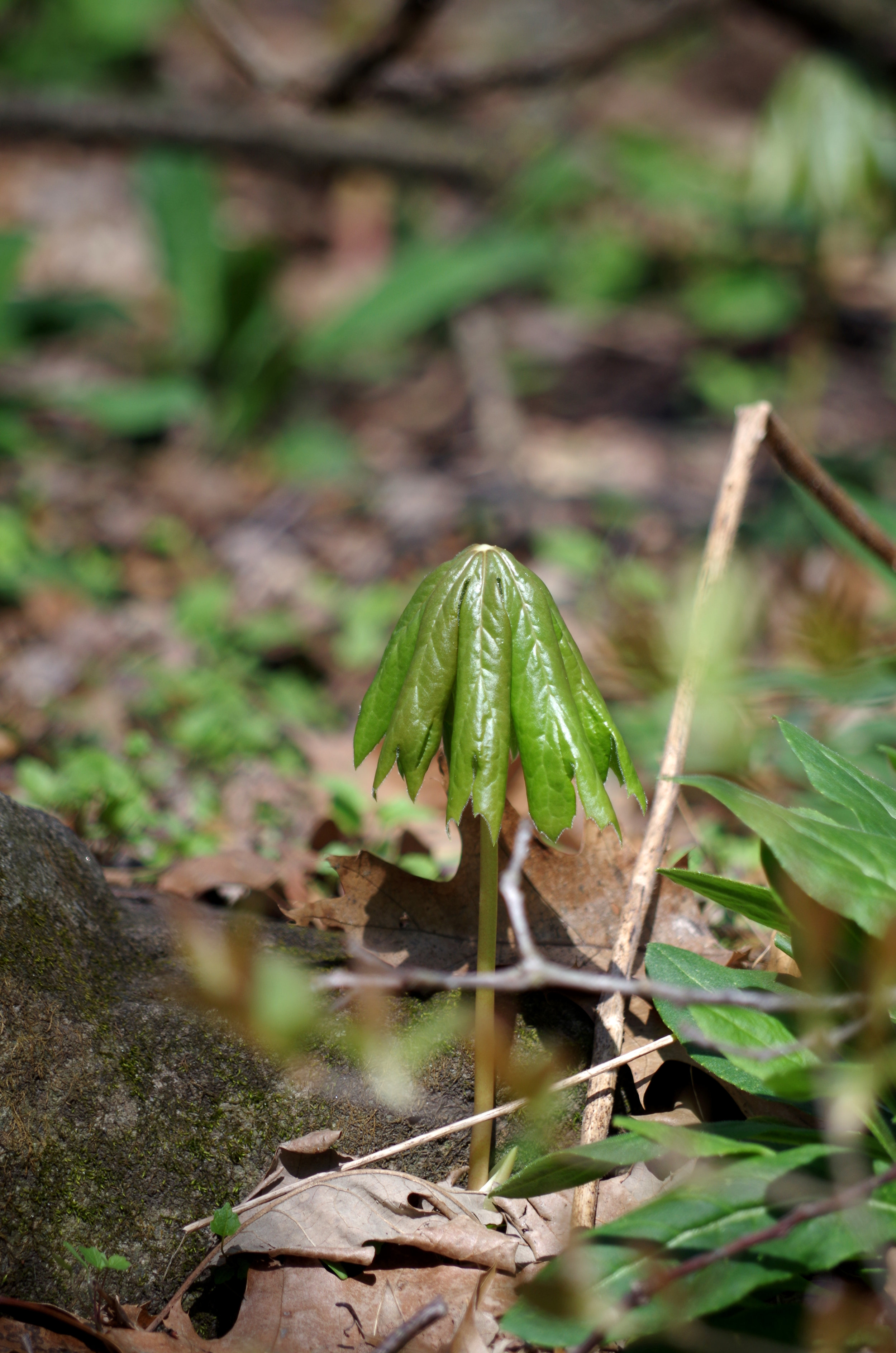 IMGP8445a.jpg