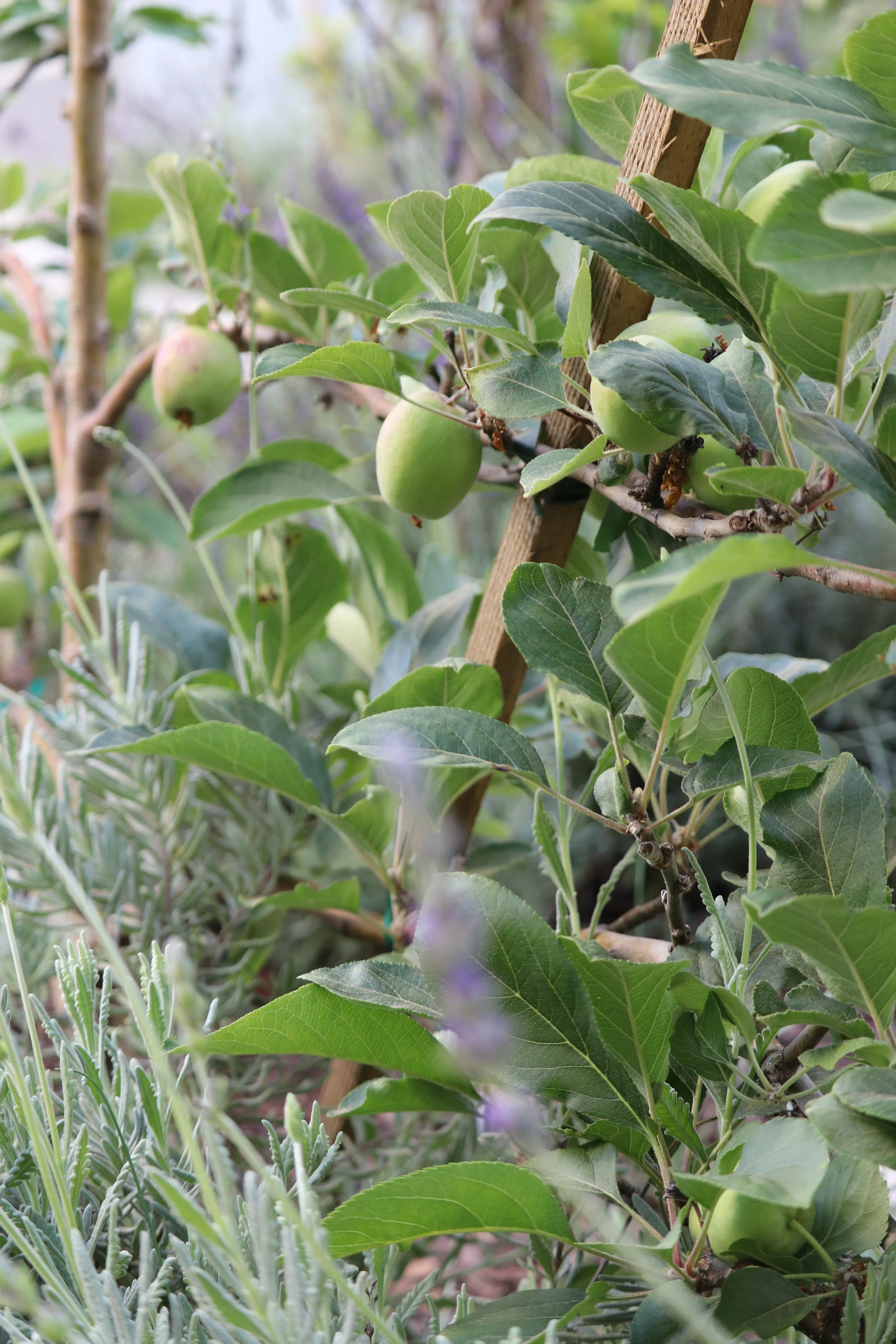  Espaliered fruit trees are planted alongside fragrant herbs, like lavender and thyme. 