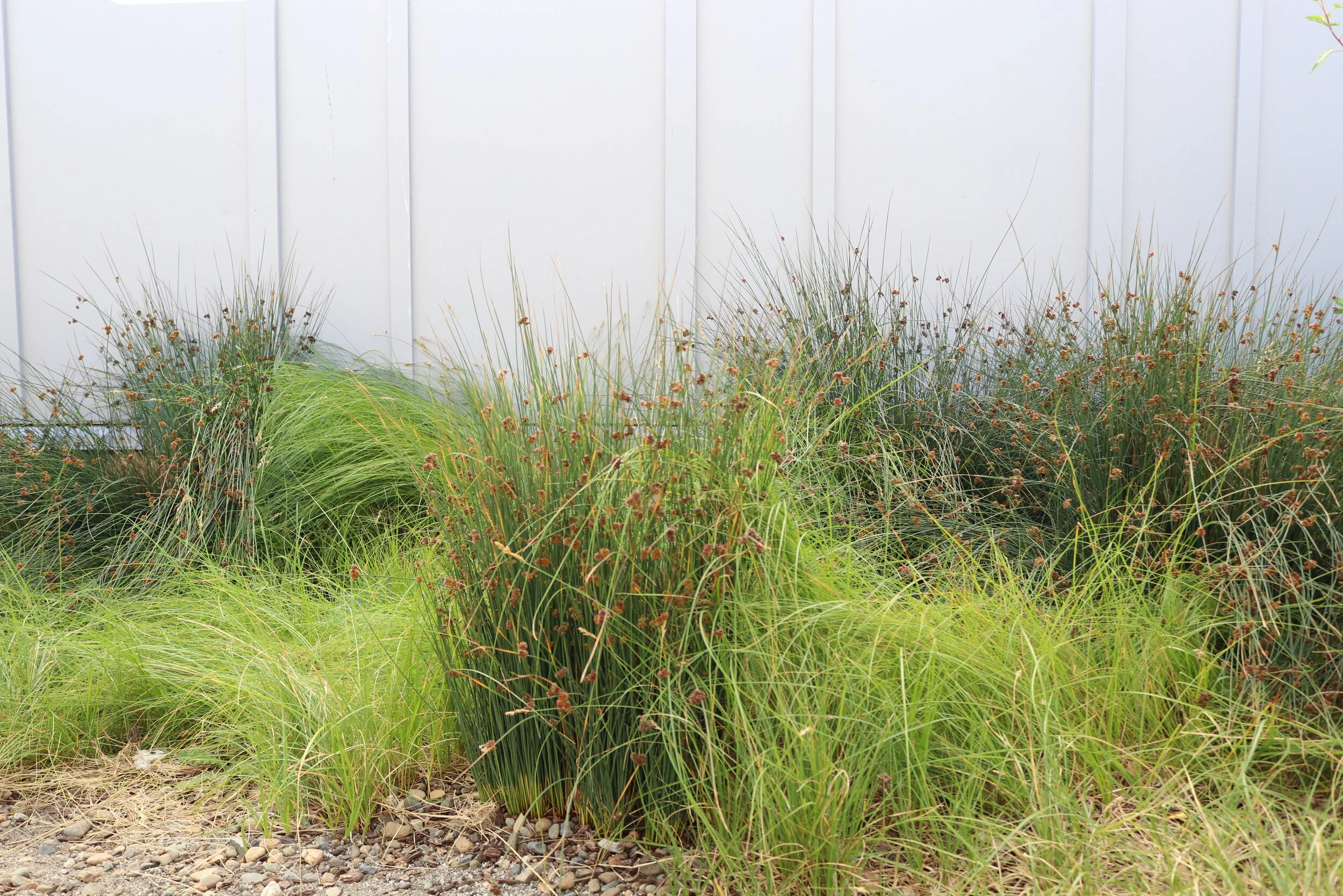  Designer - Hyphae Design Lab and WRNS  Scope - Landscape, Stormwater  Location - Woodside, CA 