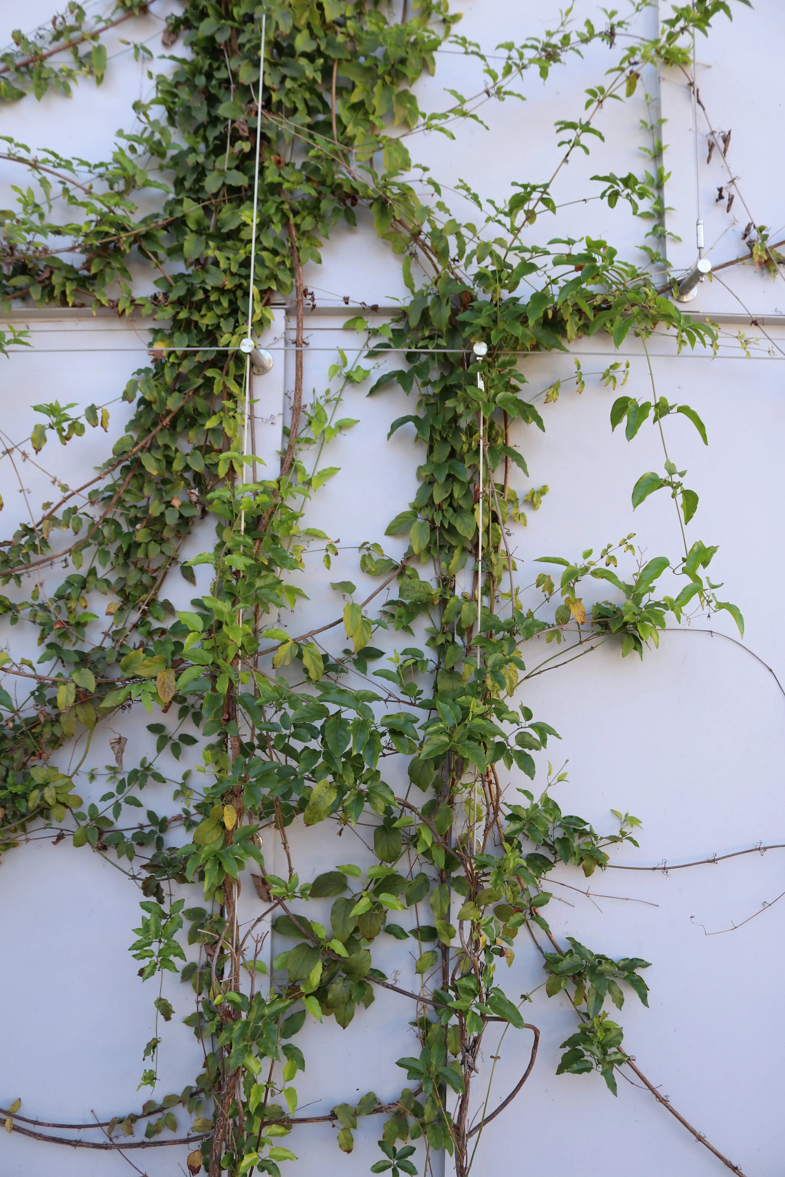  Vines were planted along the facade of the new gymnasium. 