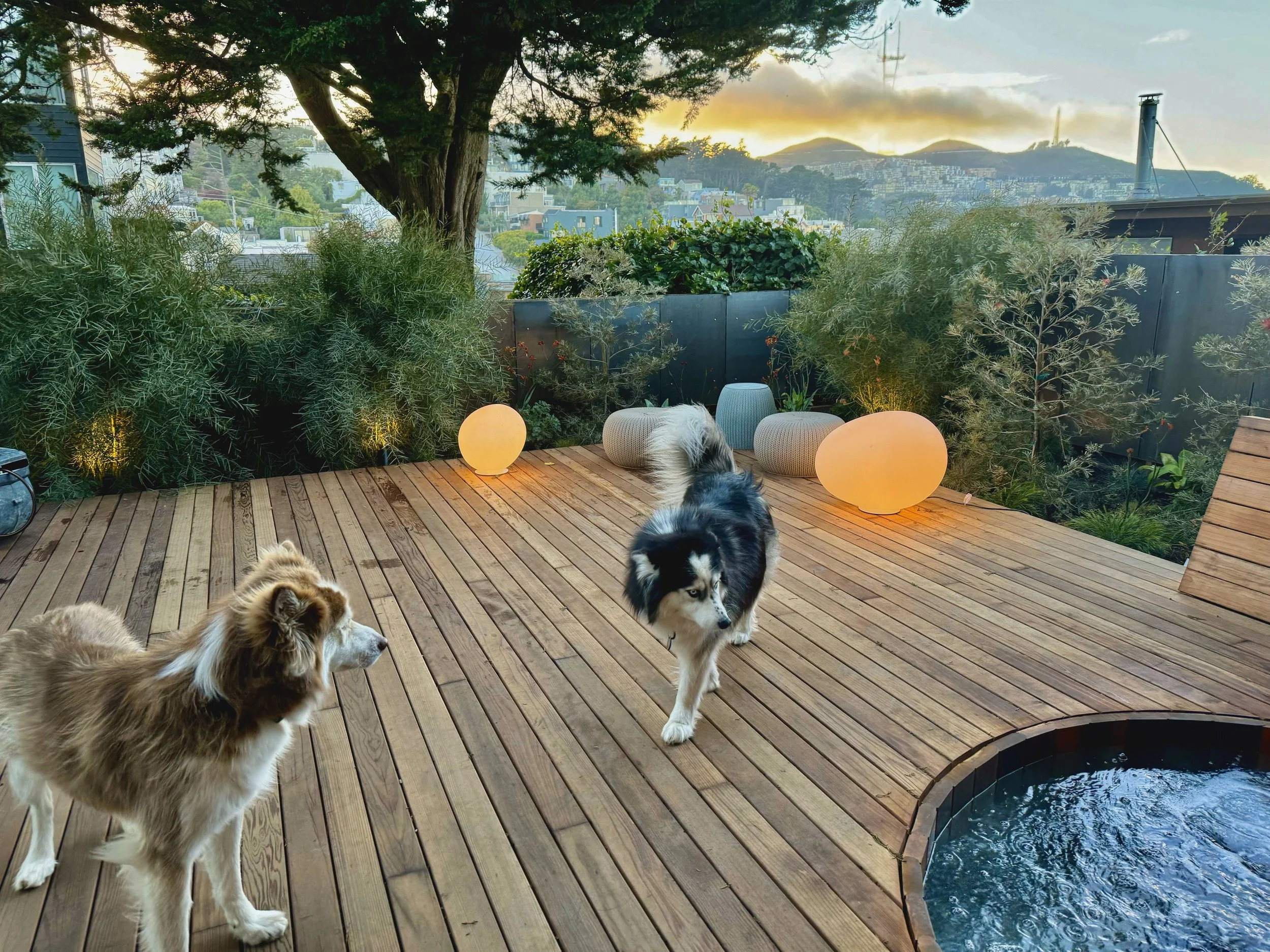 28th w dogs.jpeg