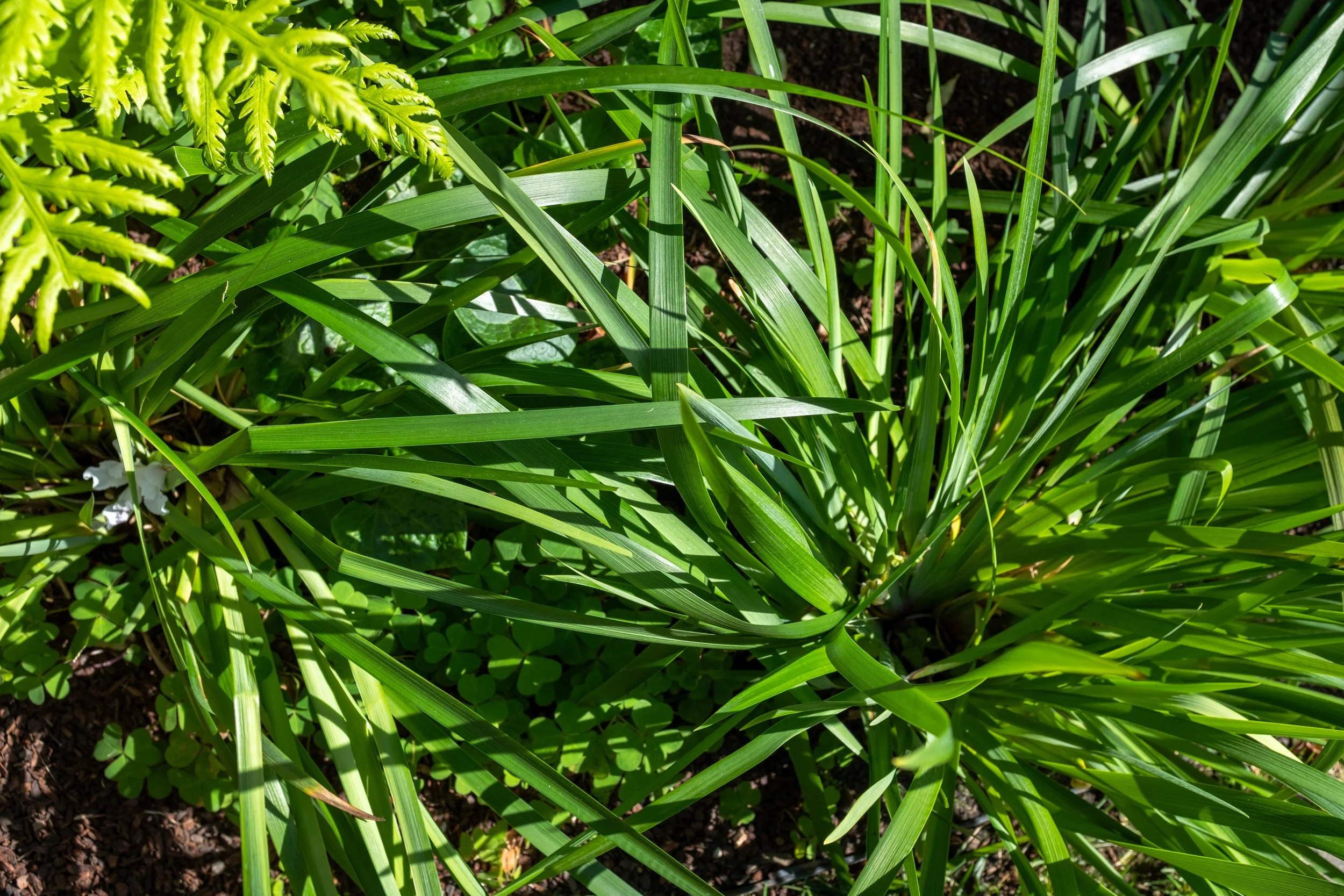 DSCF0213.jpg