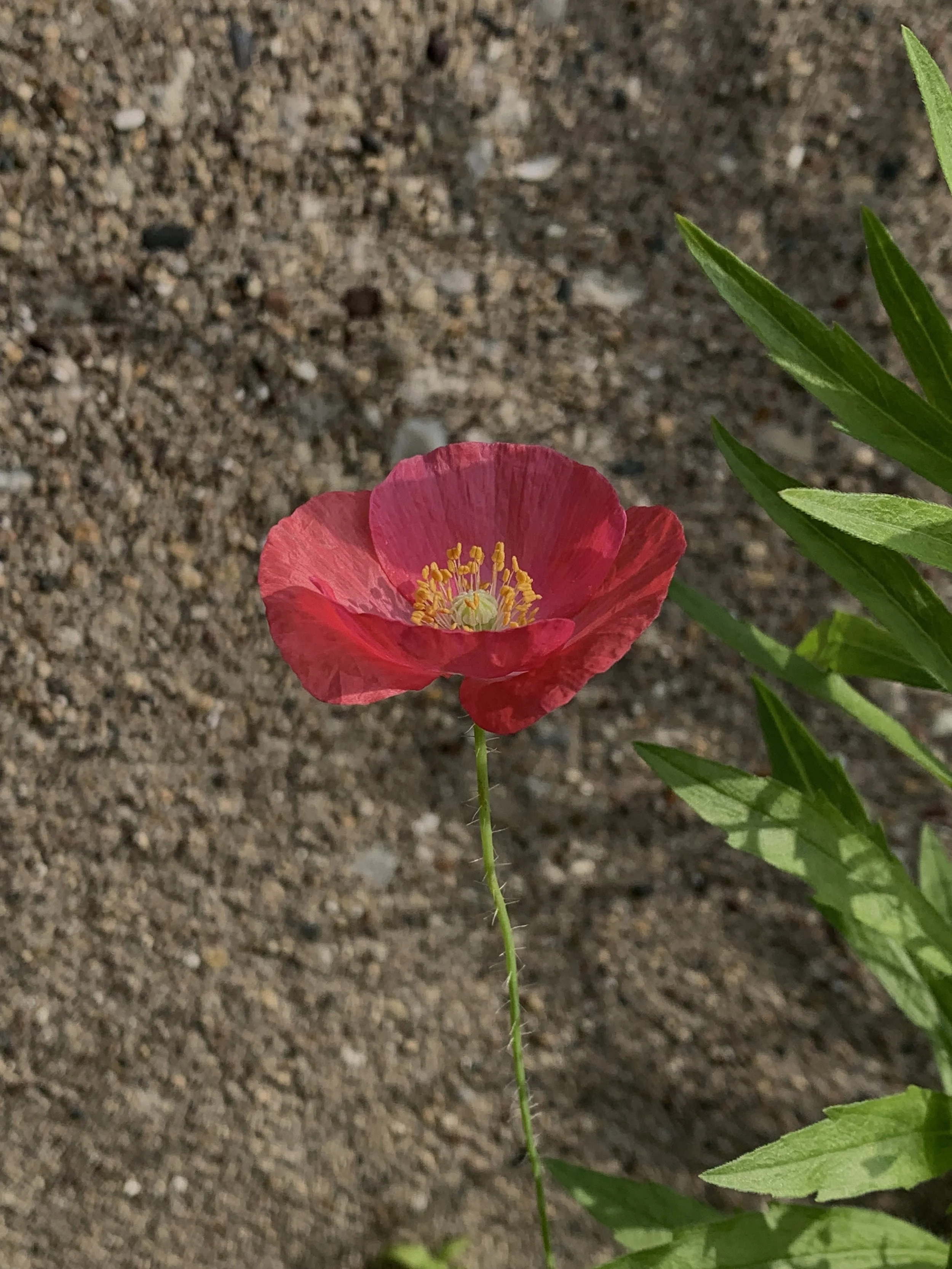 IMG_9042.jpeg