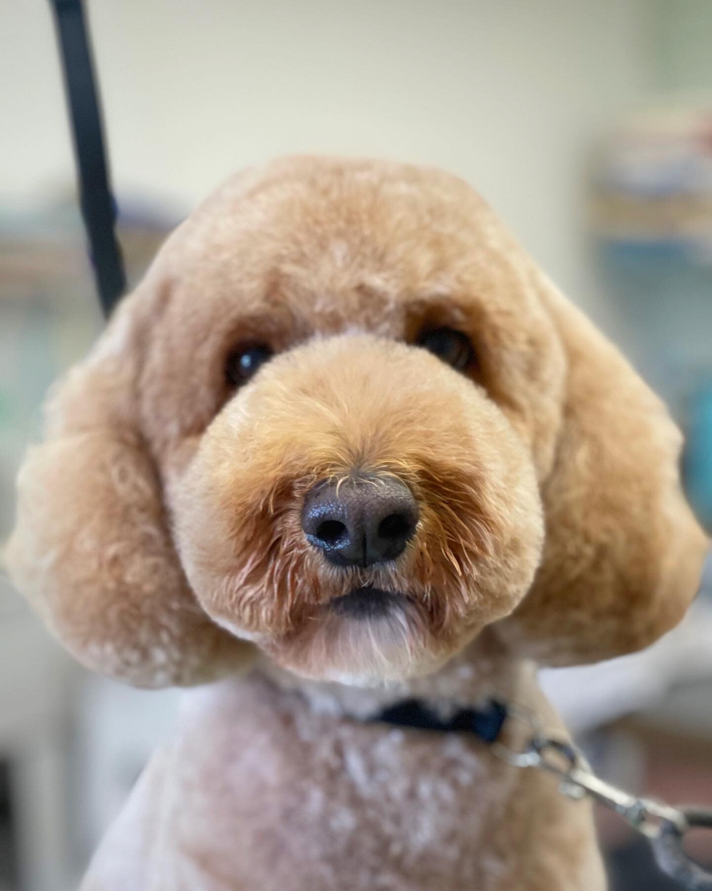 Isn&rsquo;t Rollo the cutest?! Mary did a great job on his haircut today ❤️

#doodlesofinstagram #dogsofinstagram #doggroomersofig #doggrooming #sandiego #sandiegodogsofinstagram #sandiegodogs #sandiegogroomers