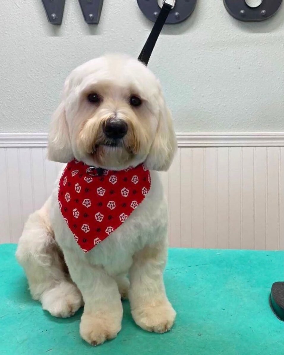 How cute is Huckleberry!!? 😍

Kattie did a great job on his haircut. 

#dogsofinstagram #doggroomersofig #petgrooming #sandiego #sandiegodogsofinstagram #sandiegogroomers #sandiegodogs