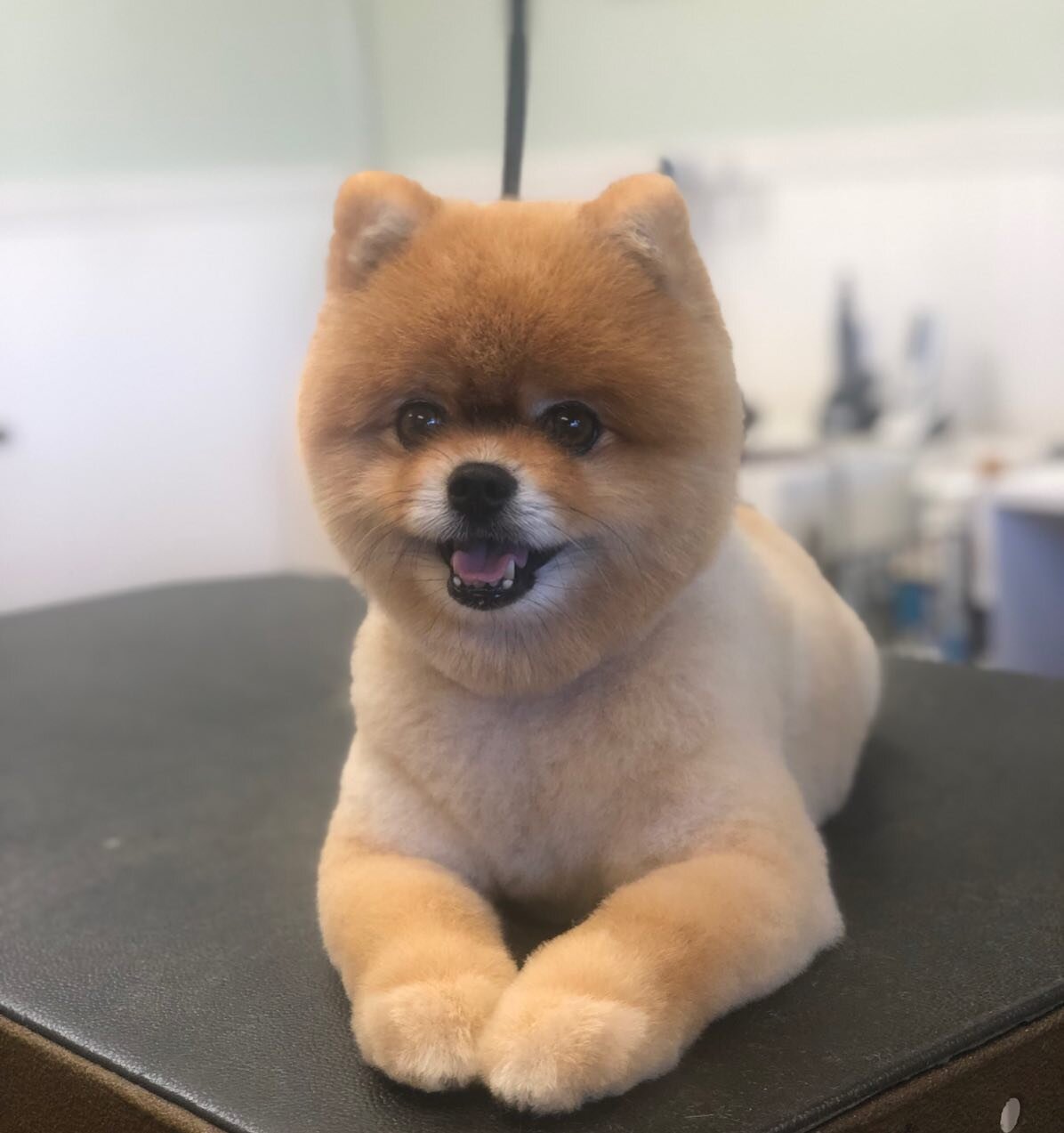 This boo cut turns Cody into a little teddy bear. 🐻 

#pomeranian #pomeraniansofinstagram #sandiego #sandiegodogs #sandiegodogsofinstagram #petsofinstagram #petgrooming #grooming #sandiegogroomers #sandiegogrooming