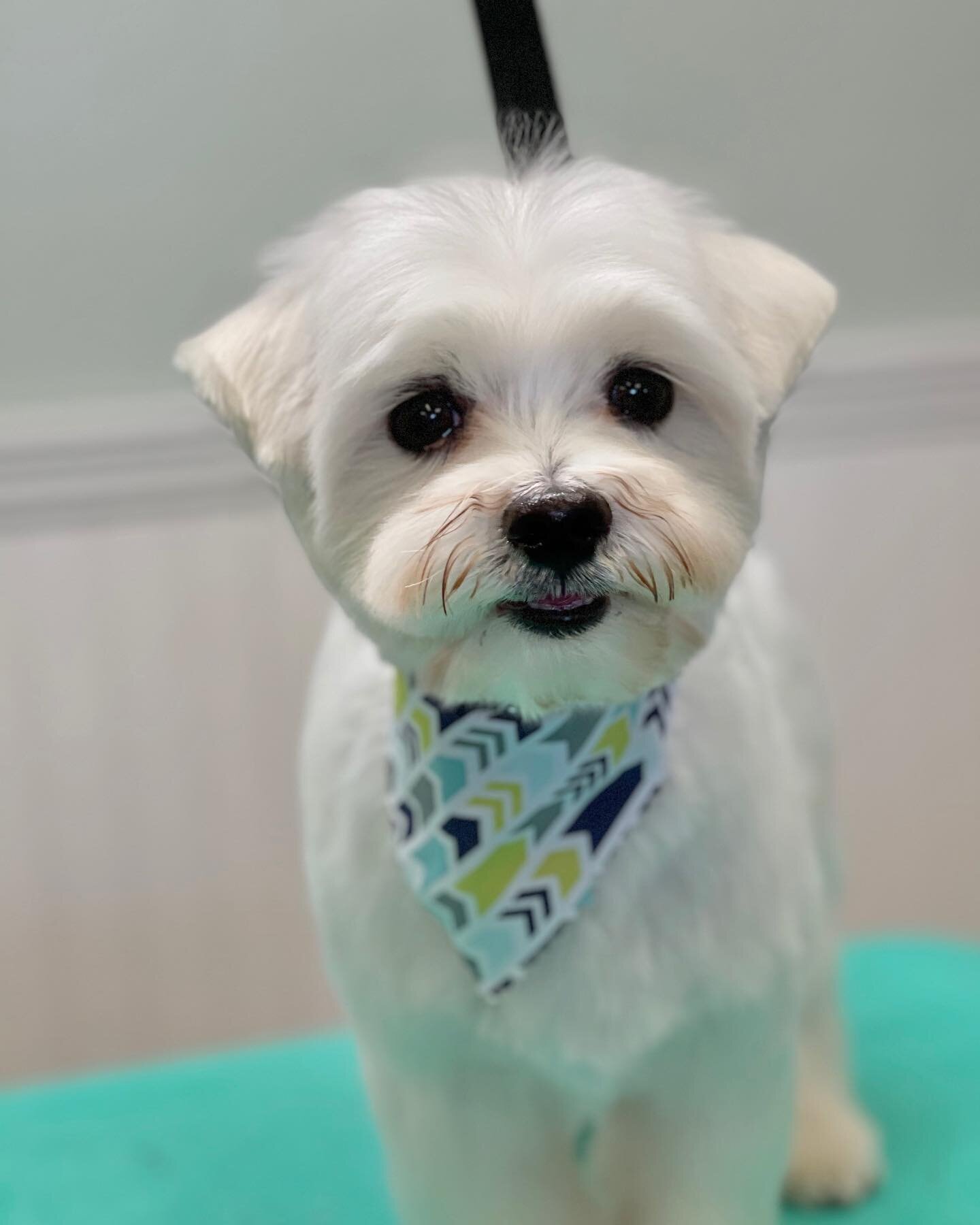 Ollie came in for the first time and is such a cutie 😍

Mary did such a great job on his haircut!

#maltese #malteseofinstagram #sandiego #dogsofinstagram #sandiegodogs #sandiegodogsofinstagram #grooming #sandiegogroomers #groomersofinstagram #groom