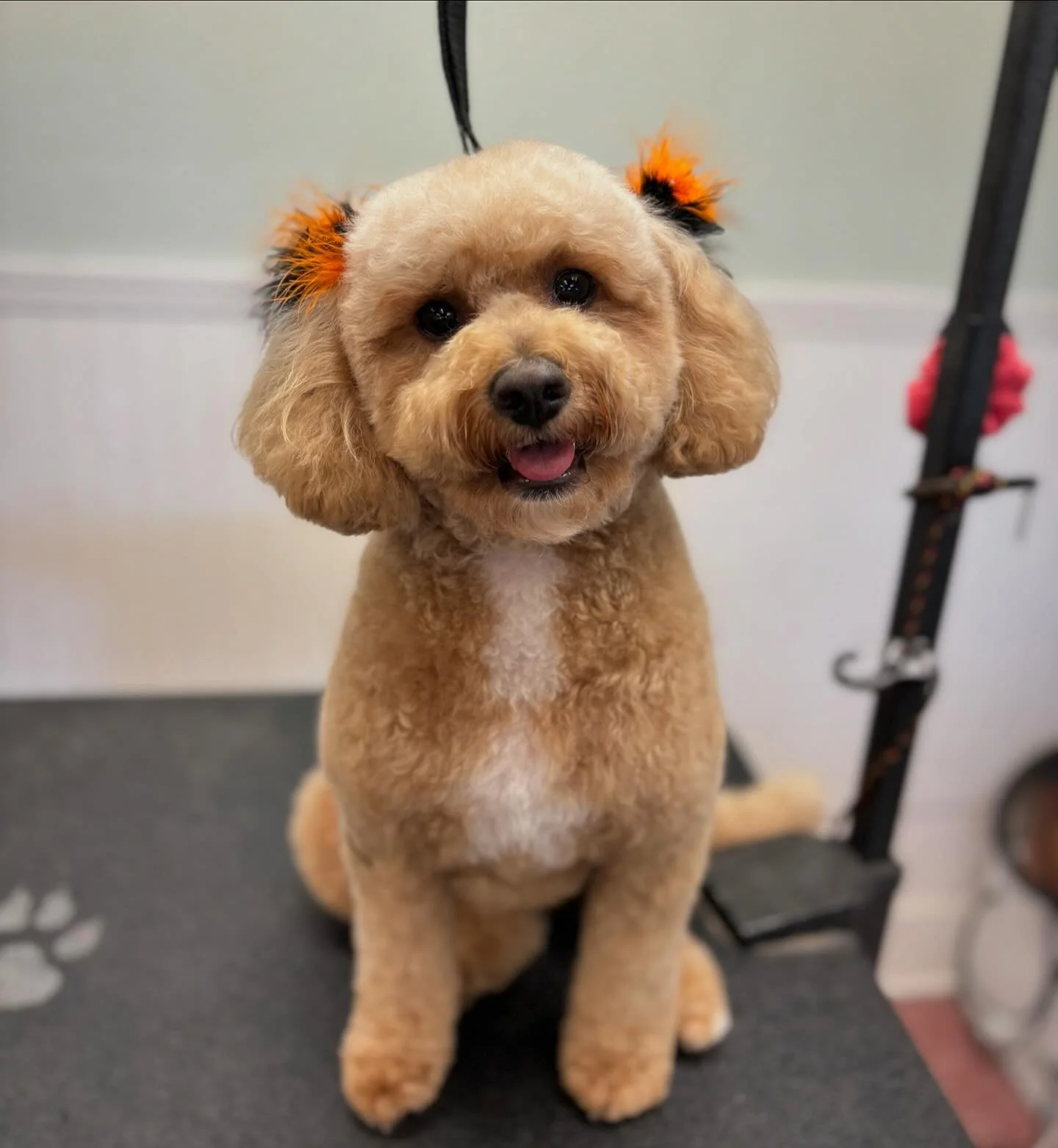 Rosie is looking sharp!!✂️🐩. #dogsofinstagram #doggrooming #sandiegodogs #petgrooming #sandiegodoggrooming #doodle #sandiegodoodles