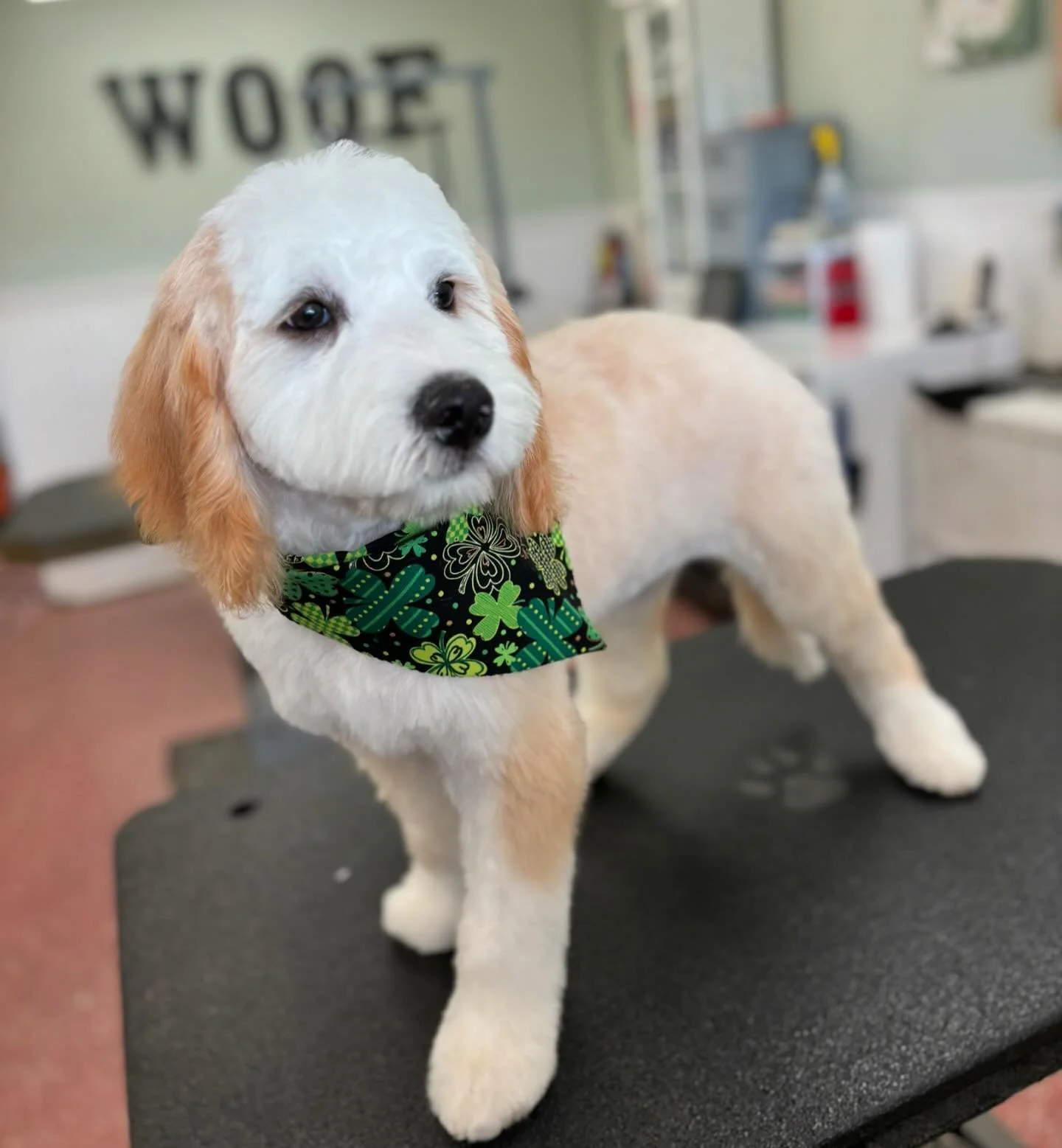 We are now open Sundays everyone, woohoo🎉🥳. #doggrooming #petgrooming #sandiegodoggrooming #dogsofinstagram