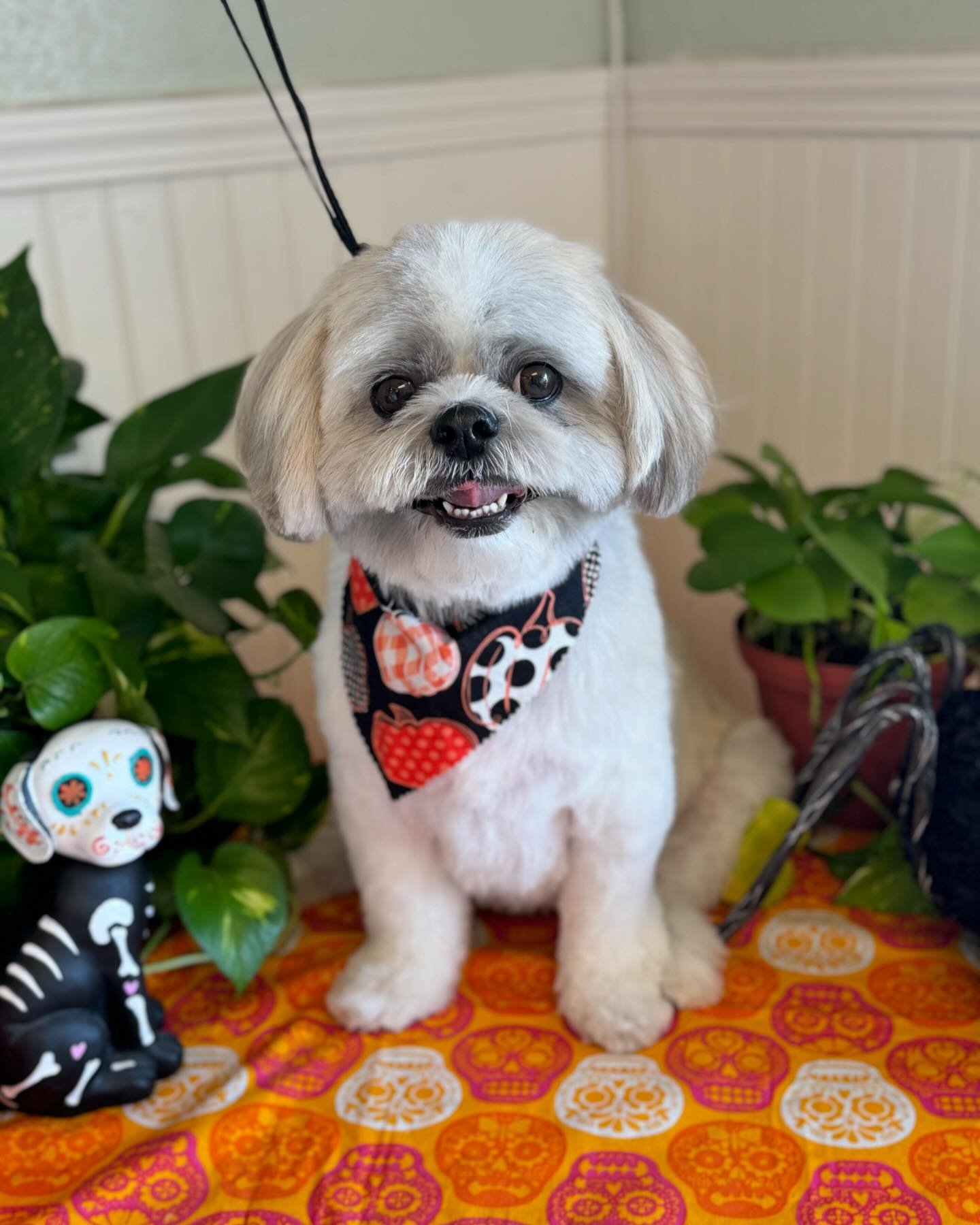 The cutest Apollo you ever did see ❤️

#sandiegodogs #sandiegodoggrooming #sandiegodogsofinstagram