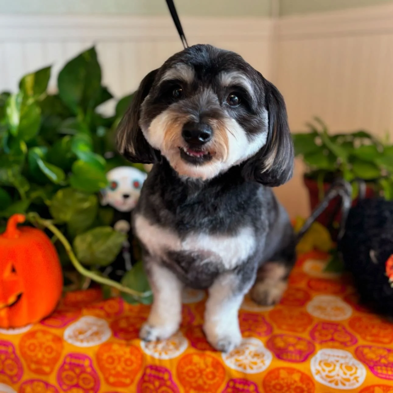 Boo.😝🎃. 
#sandiegodogs #sandiegogrooming #sandiegodoggrooming #sandiegodogsofinstagram
