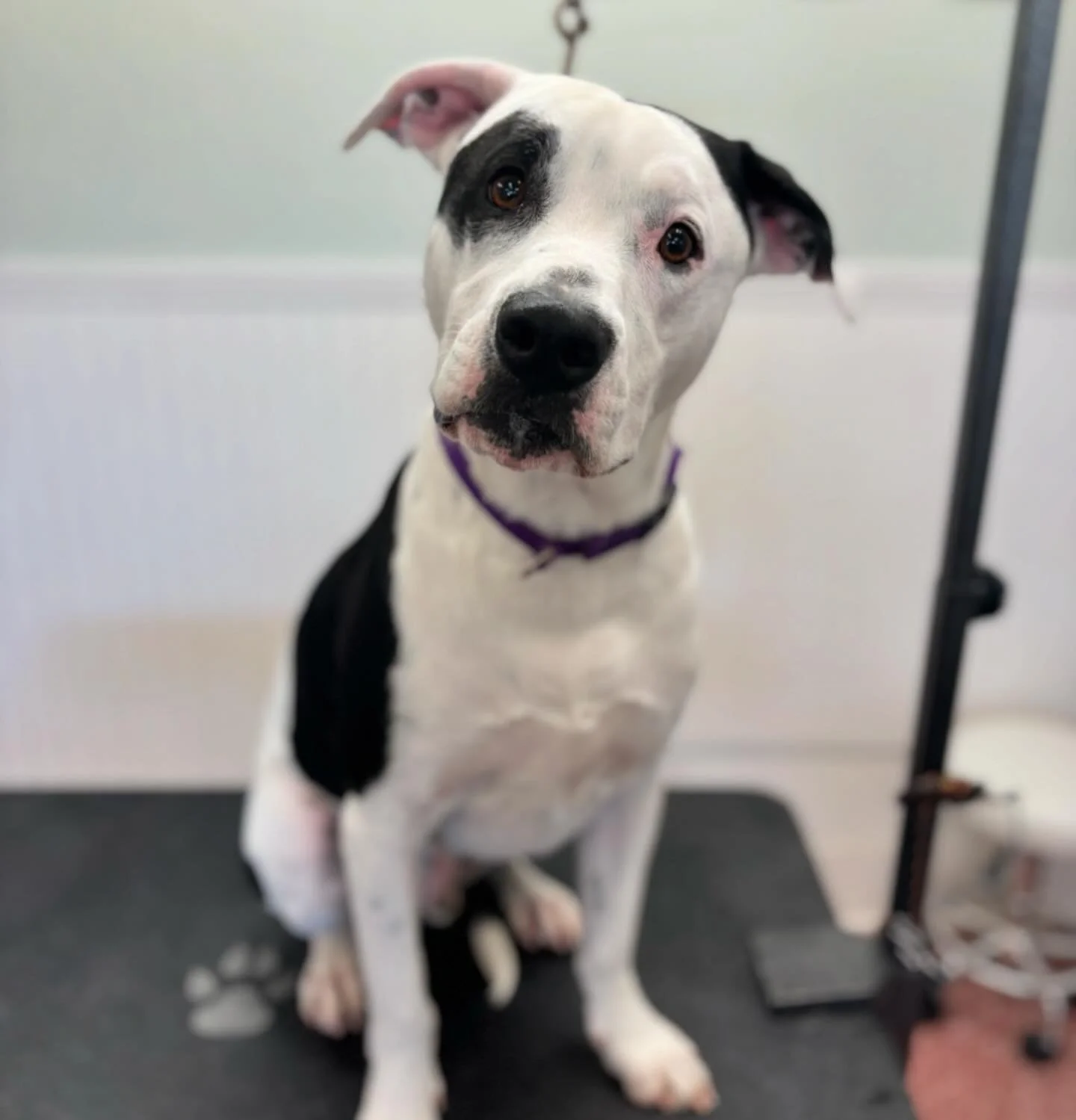 Happy Sunday!! #doggrooming #sandiegodoggrooming #petgrooming #dogsofinstagram #sandiegodogs #pitmix #sandiegopitbulls