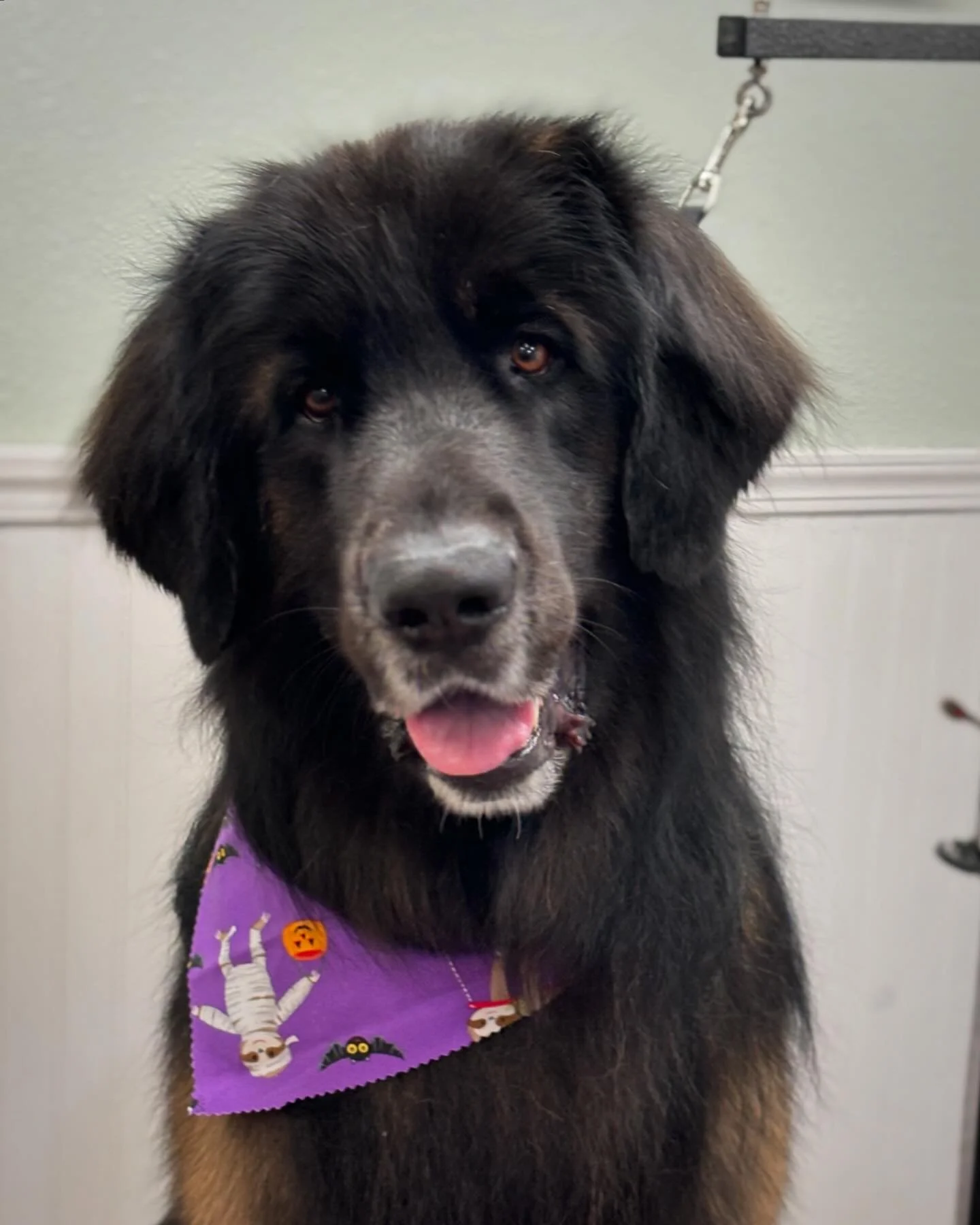 Biggest love bug you&rsquo;ll meet.  #sandiegogroomers #sandiegodogs #dogsofinstagram #dogsofsandiego #pacificbeach #leonberger #giantdog  #clairemontsandiego