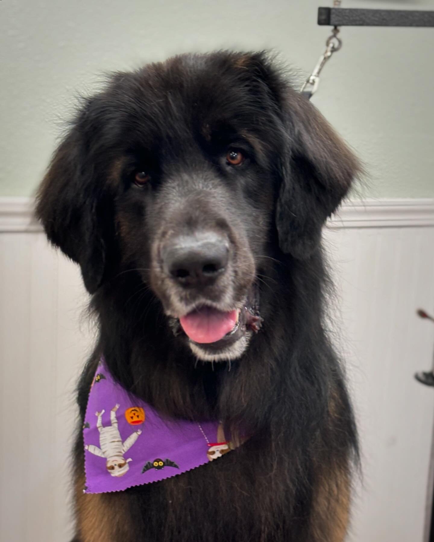 Biggest love bug you&rsquo;ll meet.  #sandiegogroomers #sandiegodogs #dogsofinstagram #dogsofsandiego #pacificbeach #leonberger #giantdog  #clairemontsandiego