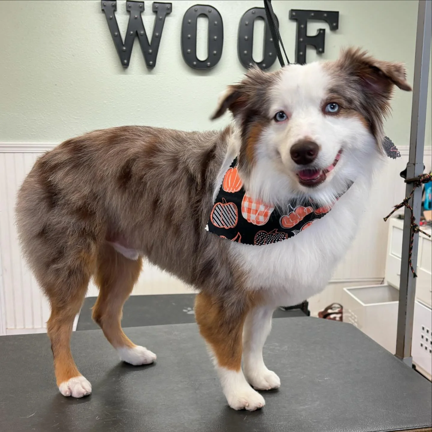 Woof!  #sandiegogroomers #sdgrooming #dogsofinstagram #sandiegoaussies #aussiesofinstagram #doggrooming #pacificbeachsandiego #doghaircut #ausstralianshepherd