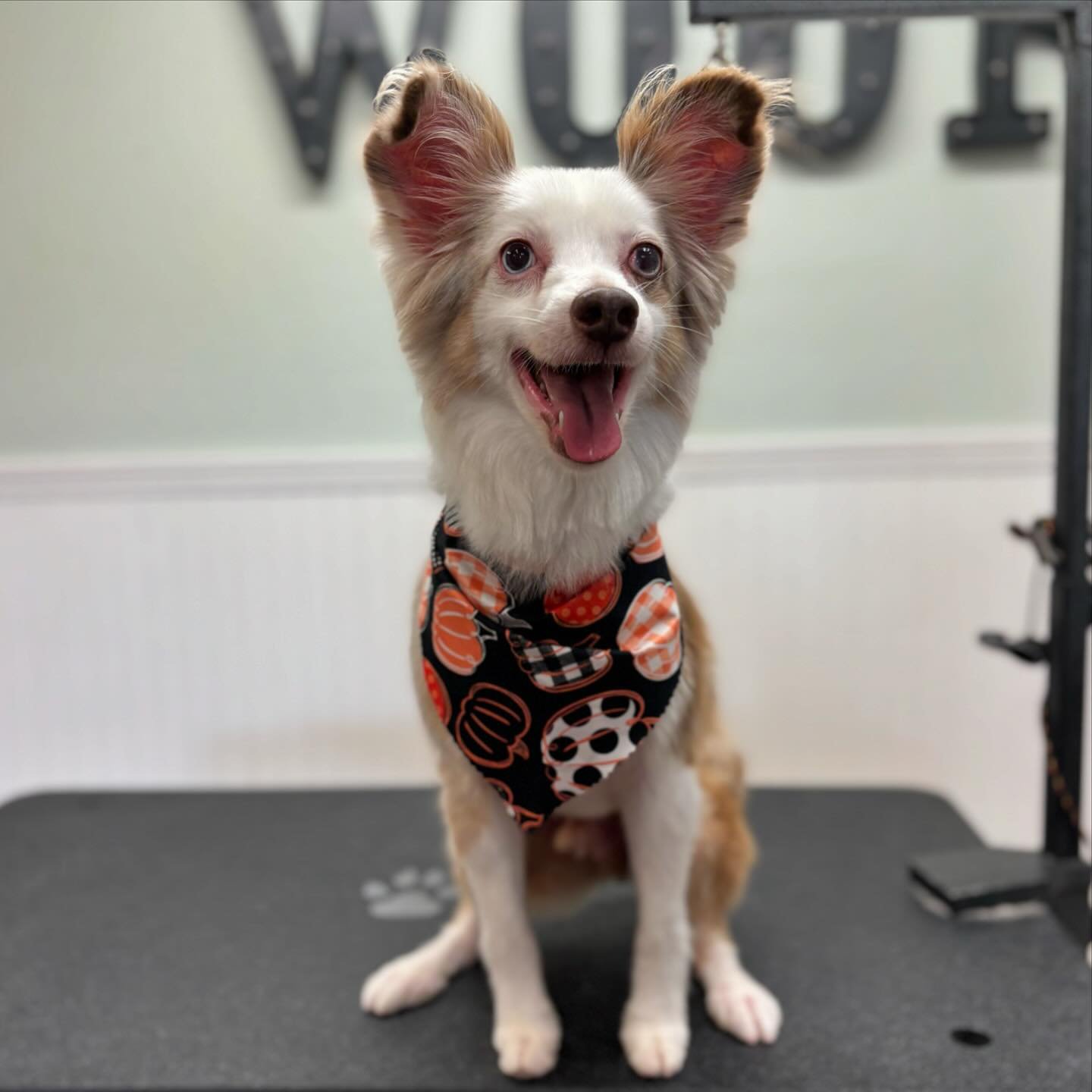 Ready for the Halloween season🎃  #sandiegogroomers #sandiegodoggrooming #sandiegodogsofinstagram #dogsofinstagram #miniaussie #sandiegoaussies #petgrooming #doggroomer #sdpets
