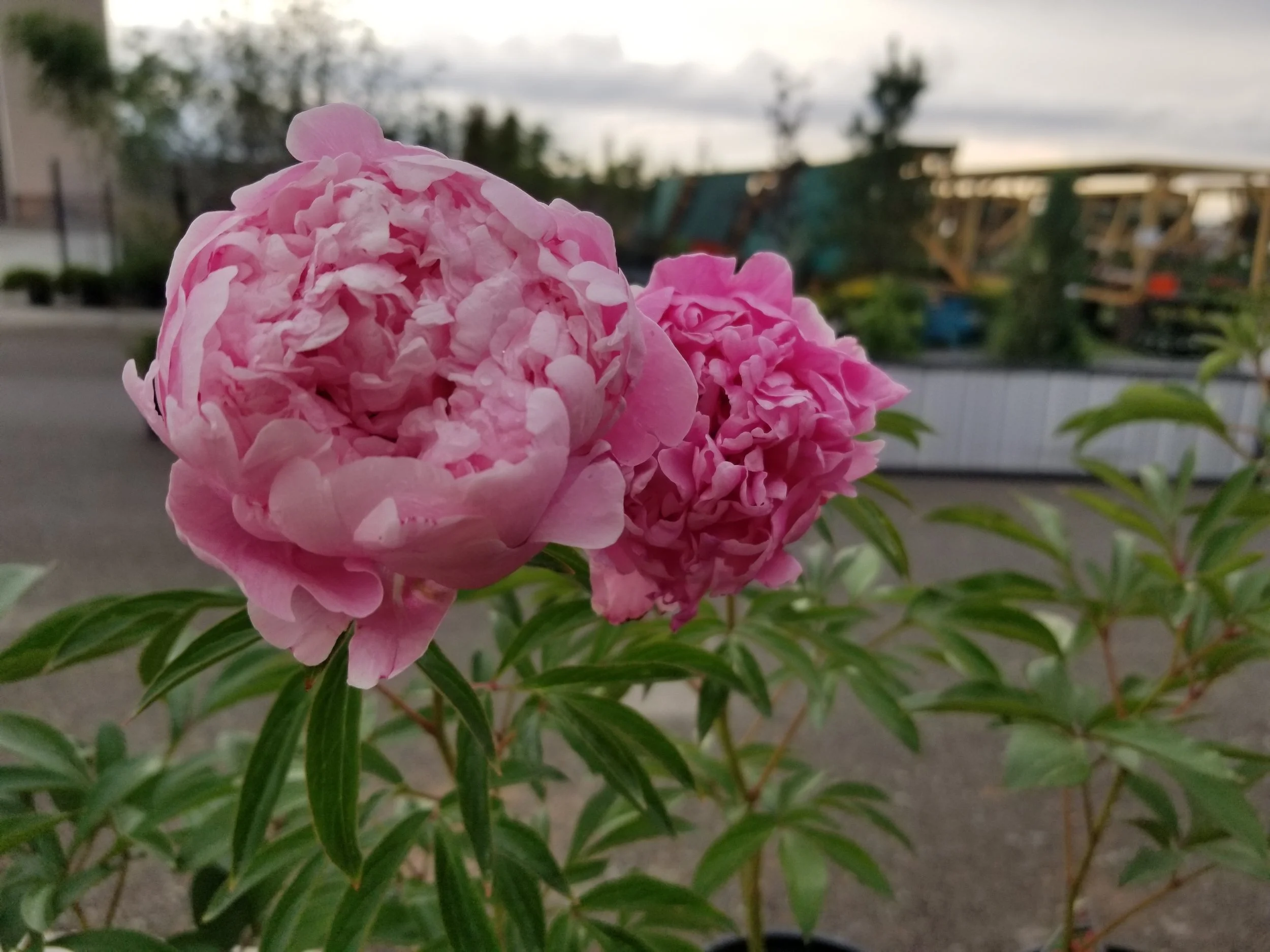 20180603_173108.jpg