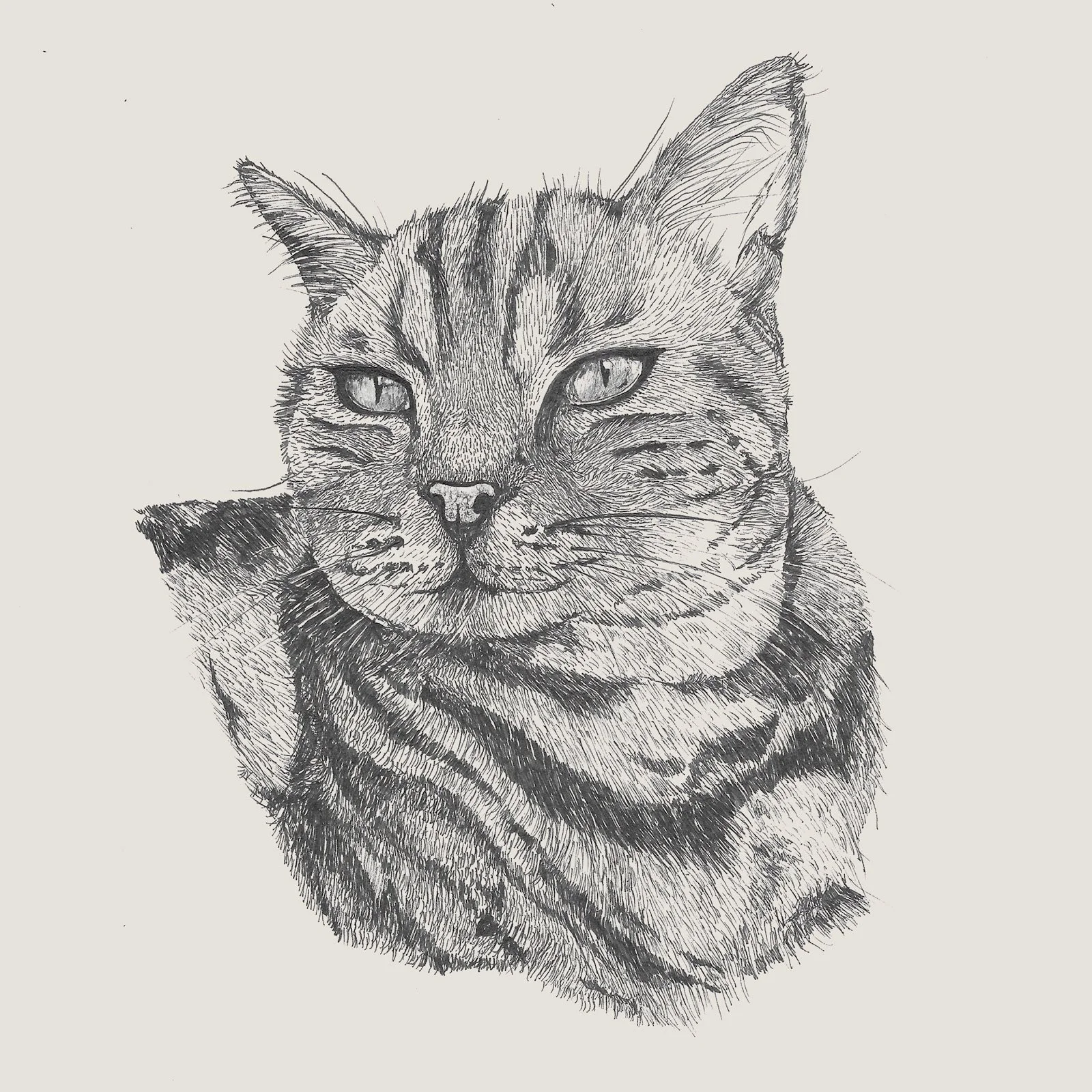 Pet Illustrations