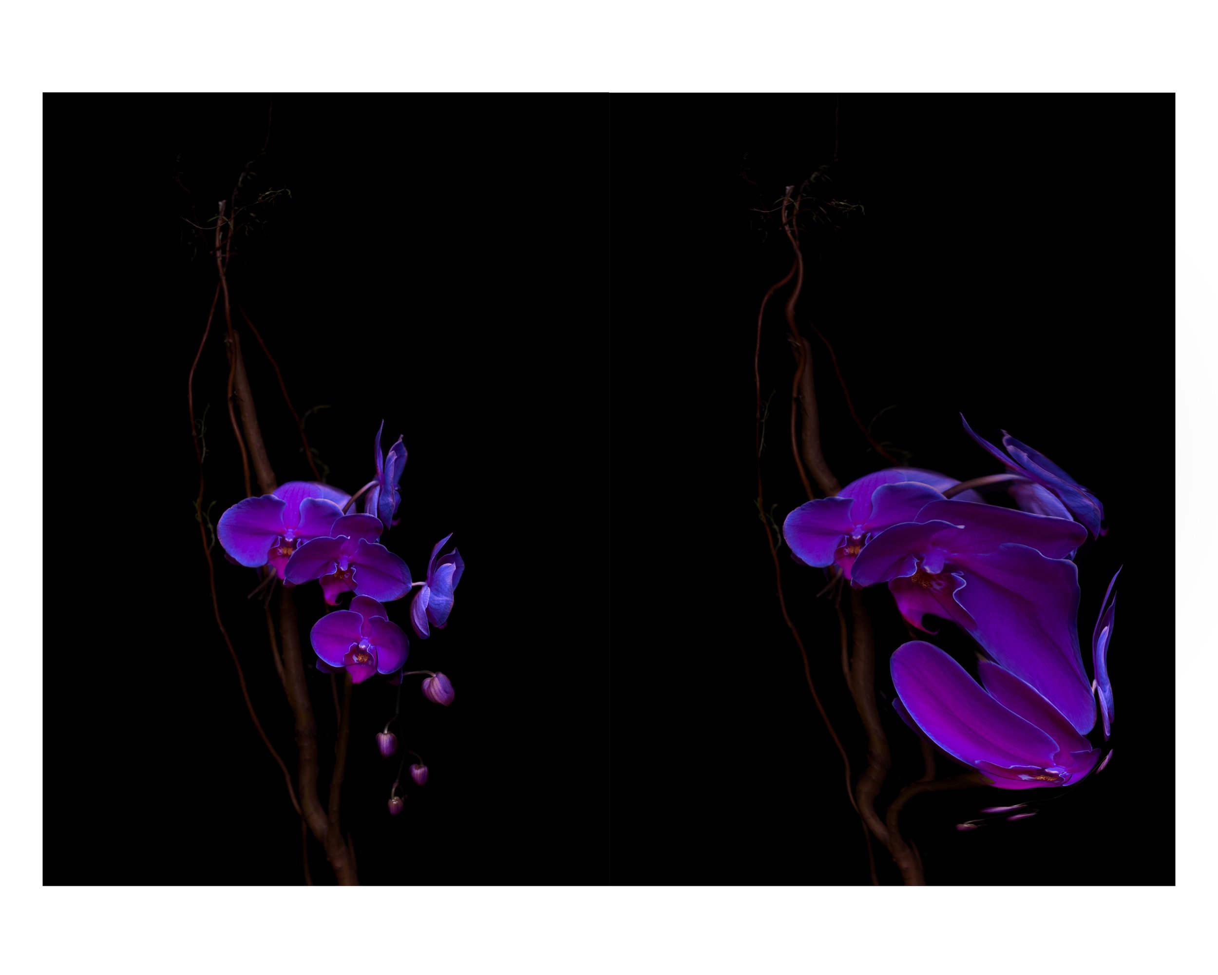 curvilinear malformations of existential realities (ongoing)