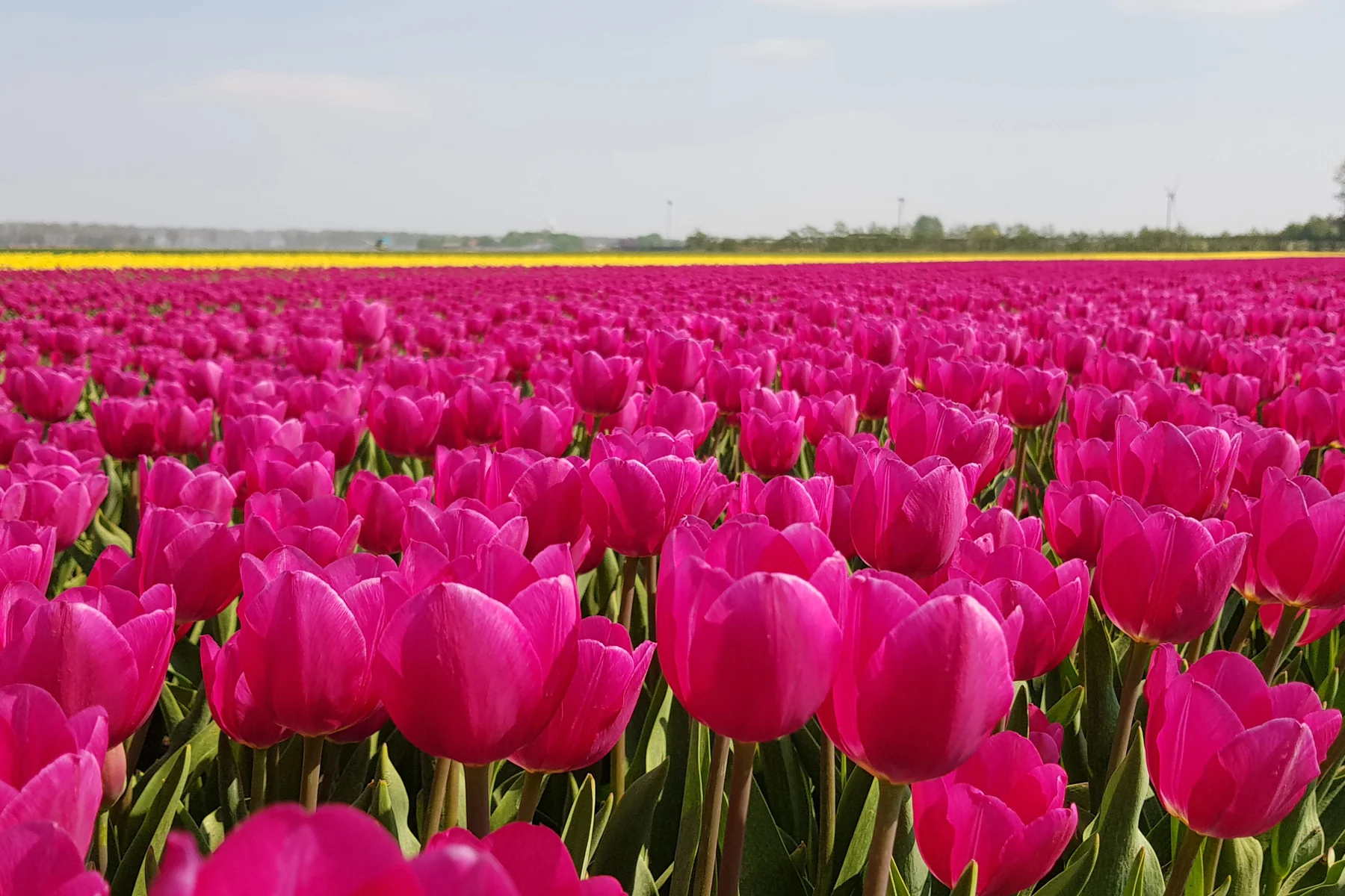 tulips.jpg