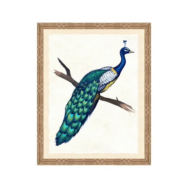 Peacock Framed Art