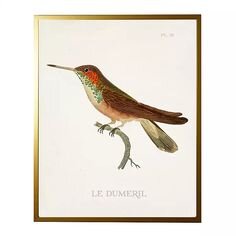 Hummingbird Framed Art