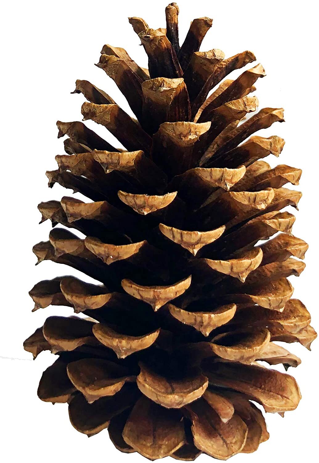 Tall Pinecones