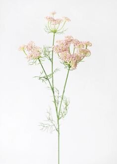 Pink Dill Wildflower Stem 