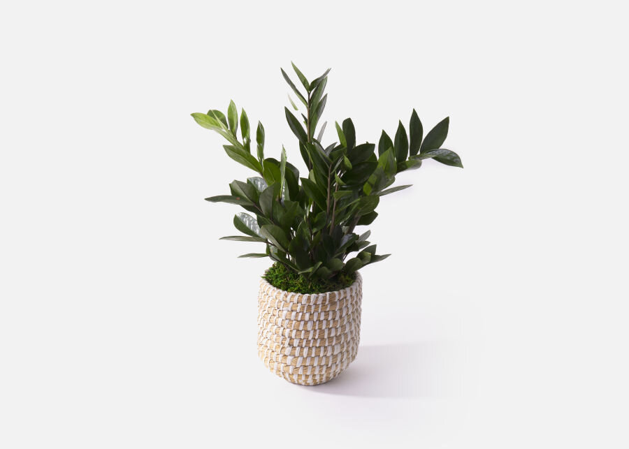 6" ZZ Plant in Woven Planter