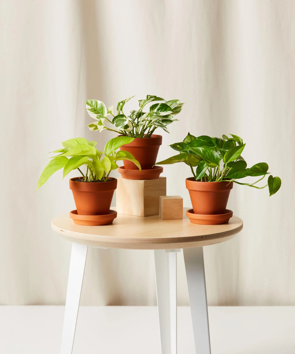 Potted Pothos Collection